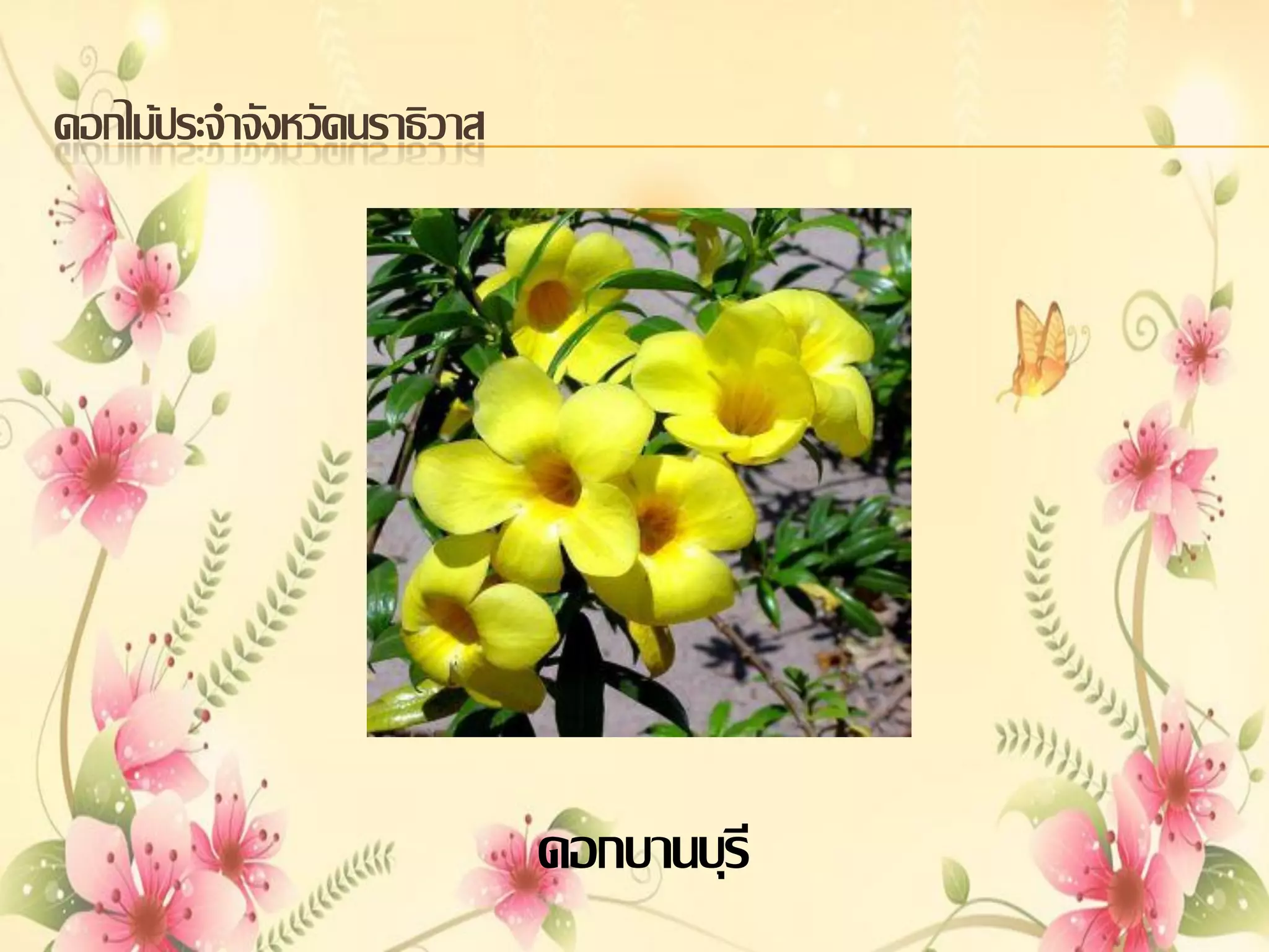 ดอกไม้ประจาจังหวัดนราธิวาส

ดอกบานบุรี

 