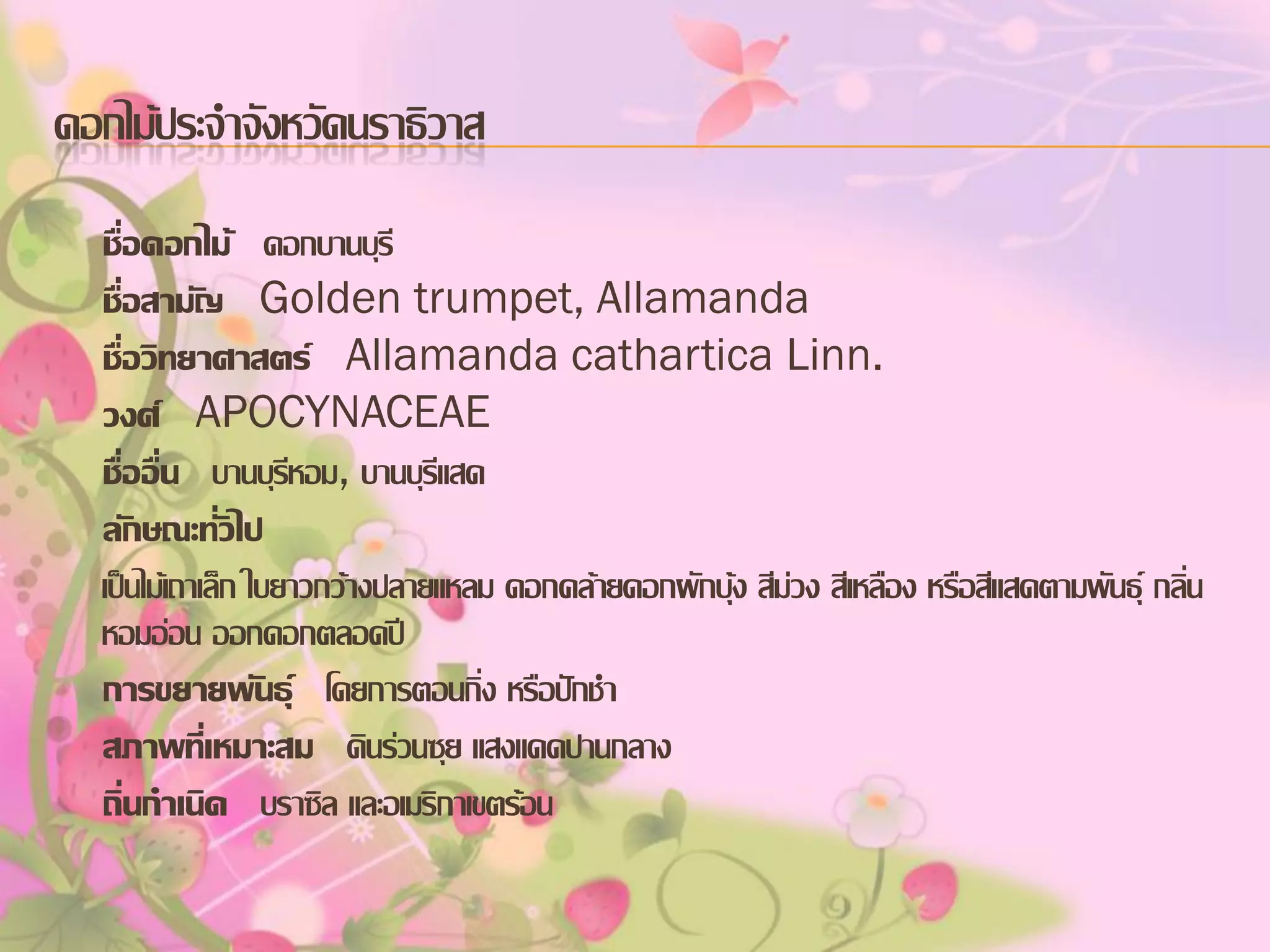 ดอกไม้ประจาจังหวัดนราธิวาส
ชื่อดอกไม้ ดอกบานบุรี
ชื่อสามัญ Golden trumpet, Allamanda
ชื่อวิทยาศาสตร์ Allamanda cathartica Linn.
วงศ์ APOCYNACEAE
ชื่ออื่น บานบุรหอม, บานบุรีแสด
ี
ลักษณะทั่วไป
เป็นไม้เถาเล็ก ใบยาวกว้างปลายแหลม ดอกคล้ายดอกผักบุ้ง สีม่วง สีเหลือง หรือสีแสดตามพันธุ์ กลิ่น
หอมอ่อน ออกดอกตลอดปี
การขยายพันธุ์ โดยการตอนกิ่ง หรือปักชา
สภาพที่เหมาะสม ดินร่วนซุย แสงแดดปานกลาง
ถิ่นกาเนิด บราซิล และอเมริกาเขตร้อน

 
