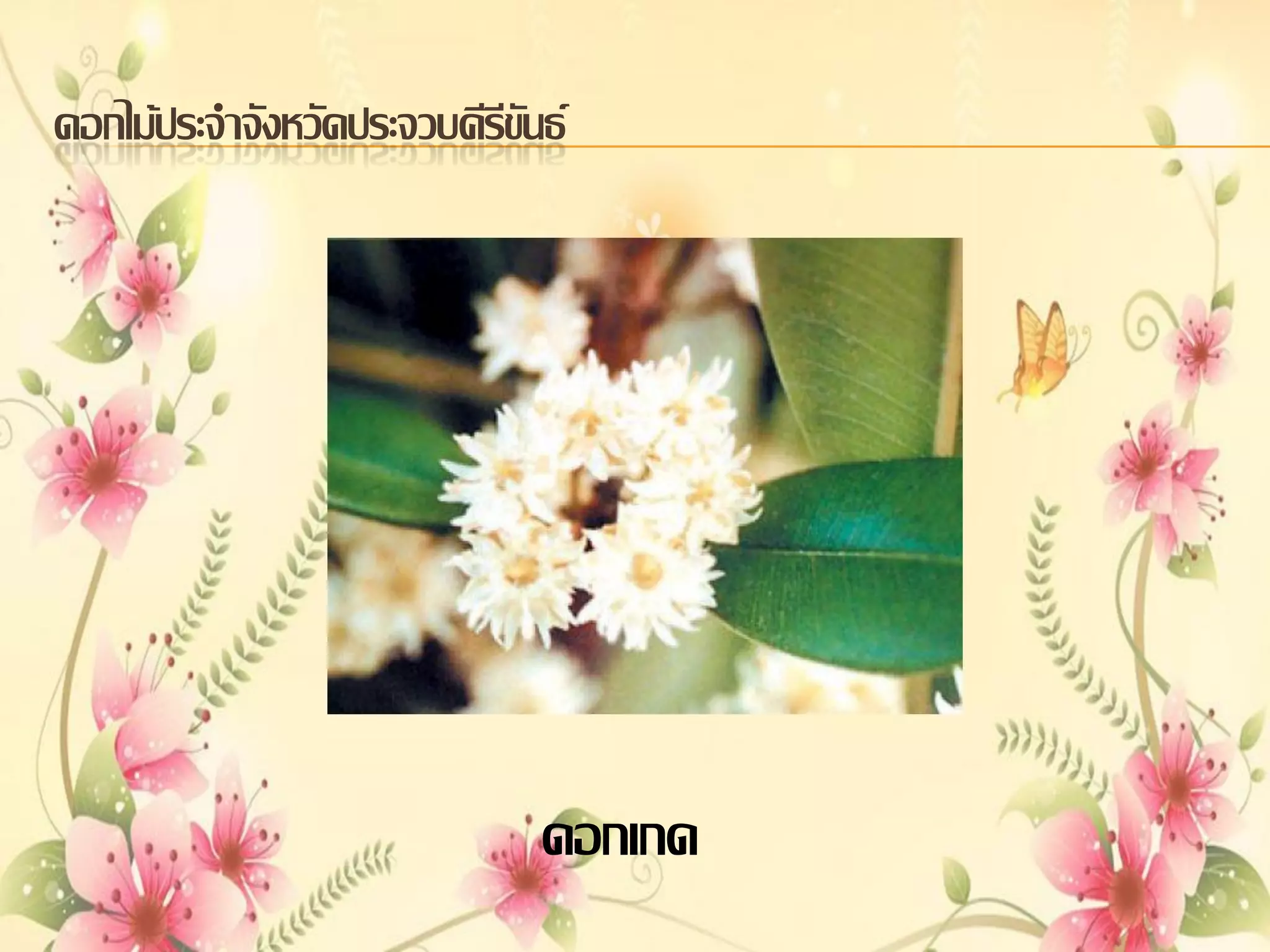 ดอกไม้ประจาจังหวัดประจวบคีรีขันธ์

ดอกเกด

 