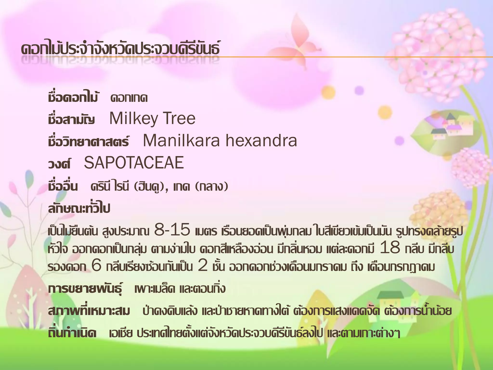 ดอกไม้ประจาจังหวัดประจวบคีรีขันธ์
ชื่อดอกไม้ ดอกเกด
ชื่อสามัญ Milkey Tree
ชื่อวิทยาศาสตร์ Manilkara hexandra
วงศ์ SAPOTACEAE
ชื่ออื่น ครินี ไรนี (ฮินดู), เกด (กลาง)
ลักษณะทั่วไป
เป็นไม้ยืนต้น สูงประมาณ 8-15 เมตร เรือนยอดเป็นพุ่มกลม ใบสีเขียวเข้มเป็นมัน รูปทรงคล้ายรูป
หัวใจ ออกดอกเป็นกลุ่ม ตามง่ามใบ ดอกสีเหลืองอ่อน มีกลิ่นหอม แต่ละดอกมี 18 กลีบ มีกลีบ
รองดอก 6 กลีบเรียงซ้อนกันเป็น 2 ชั้น ออกดอกช่วงเดือนมกราคม ถึง เดือนกรกฎาคม
การขยายพันธุ์ เพาะเมล็ด และตอนกิ่ง
สภาพทีเ่ หมาะสม ป่าดงดิบแล้ง และป่าชายหาดทางใต้ ต้องการแสงแดดจัด ต้องการน้าน้อย
ถิ่นกาเนิด เอเชีย ประเทศไทยตั้งแต่จังหวัดประจวบคีรีขันธ์ลงไป และตามเกาะต่างๆ

 
