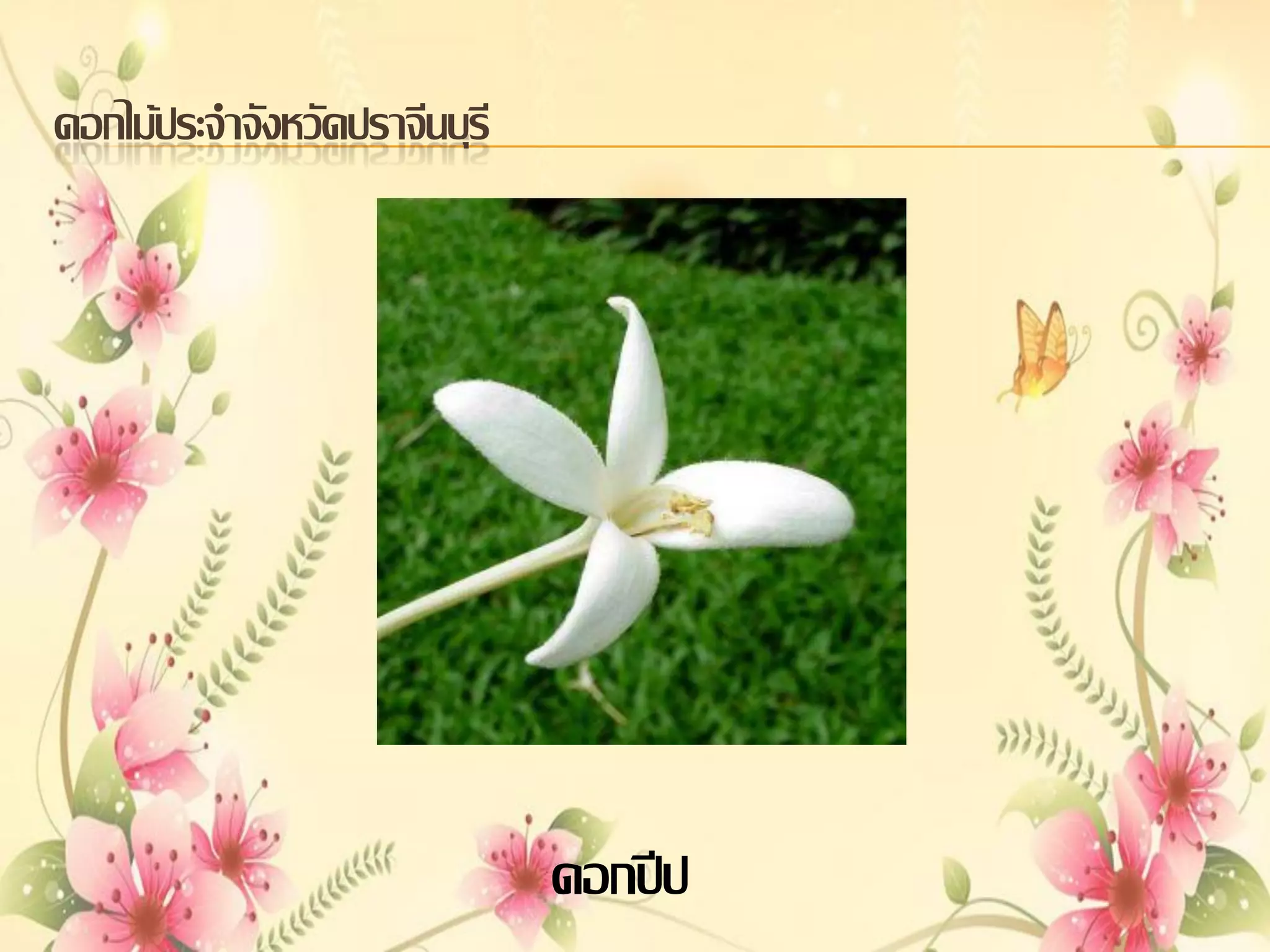 ดอกไม้ประจาจังหวัดปราจีนบุรี

ดอกปีป

 