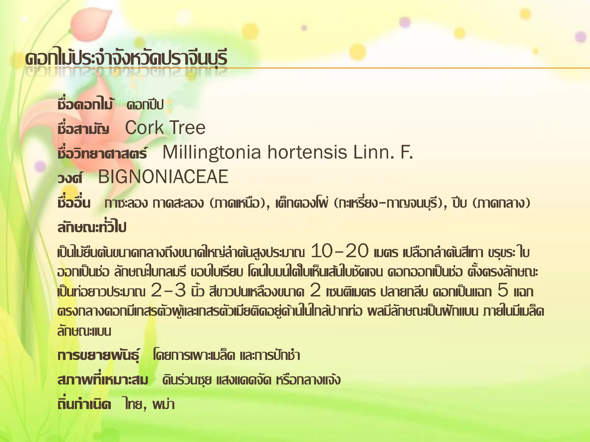 ดอกไม้ประจาจังหวัดปราจีนบุรี
ชื่อดอกไม้ ดอกปีป
ชื่อสามัญ Cork Tree
ชื่อวิทยาศาสตร์ Millingtonia hortensis Linn. F.
วงศ์ BIGNONIACEAE
ชื่ออื่น กาซะลอง กาดสะลอง (ภาคเหนือ), เต็กตองโพ่ (กะเหรี่ยง-กาญจนบุรี), ปีบ (ภาคกลาง)
ลักษณะทั่วไป
เป็นไม้ยืนต้นขนาดกลางถึงขนาดใหญ่ลาต้นสูงประมาณ 10–20 เมตร เปลือกลาต้นสีเทา ขรุขระ ใบ
ออกเป็นช่อ ลักษณะใบกลมรี ขอบใบเรียบ โคนใบมนใต้ใบเห็นเส้นใบชัดเจน ดอกออกเป็นช่อ ตั้งตรงลักษณะ
เป็นท่อยาวประมาณ 2–3 นิ้ว สีขาวปนเหลืองขนาด 2 เซนติเมตร ปลายกลีบ ดอกเป็นแฉก 5 แฉก
ตรงกลางดอกมีเกสรตัวผู้และเกสรตัวเมียติดอยู่ด้านในใกล้ปากท่อ ผลมีลักษณะเป็นฝักแบน ภายในมีเมล็ด
ลักษณะแบน
การขยายพันธุ์ โดยการเพาะเมล็ด และการปักชา
สภาพที่เหมาะสม ดินร่วนซุย แสงแดดจัด หรือกลางแจ้ง
ถิ่นกาเนิด ไทย, พม่า

 