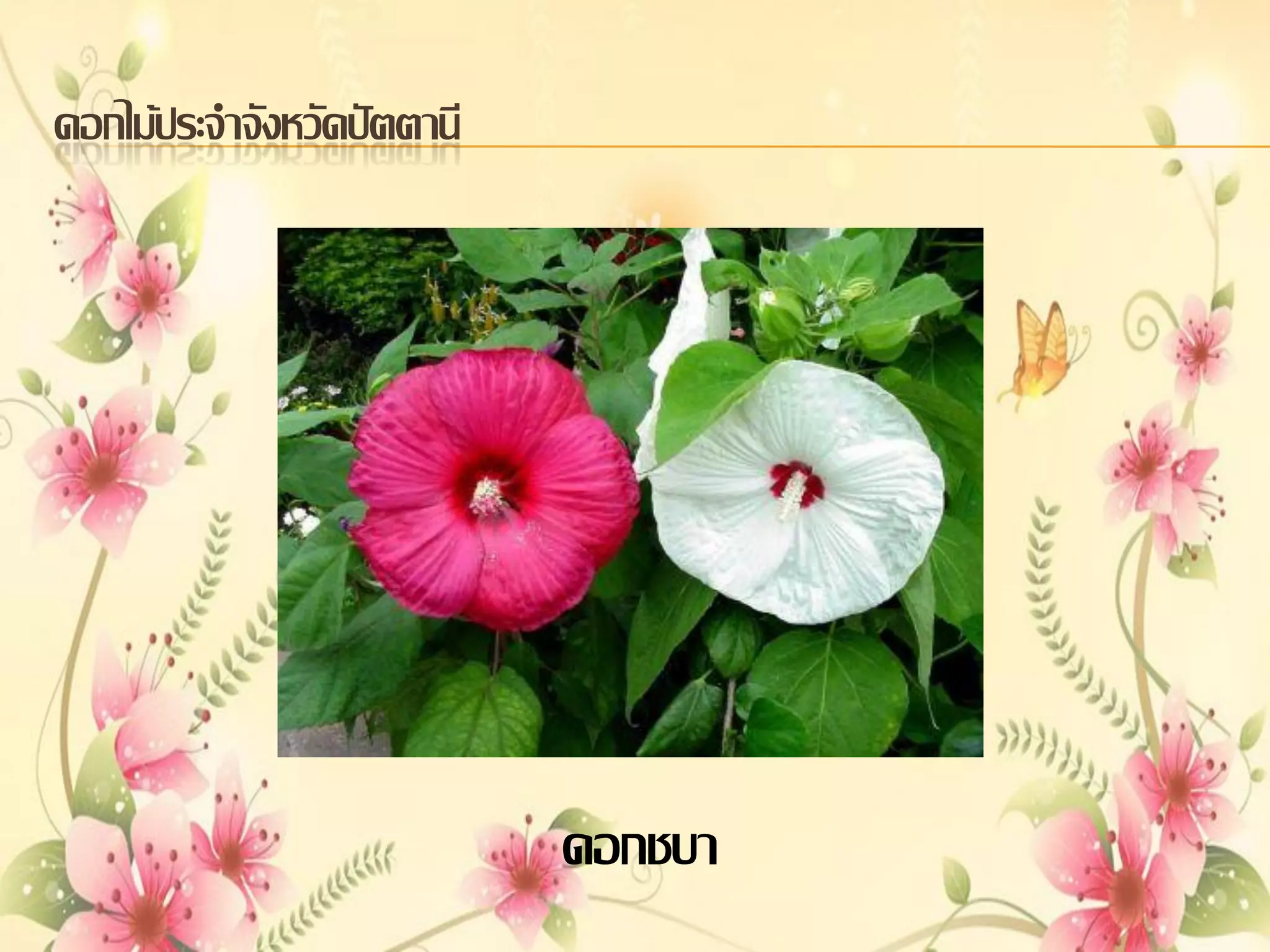 ดอกไม้ประจาจังหวัดปัตตานี

ดอกชบา

 