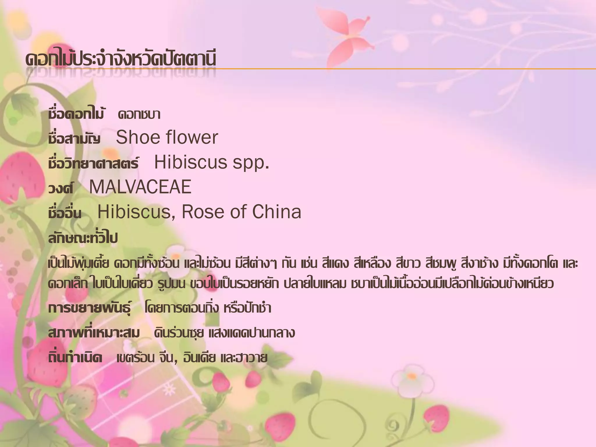 ดอกไม้ประจาจังหวัดปัตตานี
ชื่อดอกไม้ ดอกชบา
ชื่อสามัญ Shoe flower
ชื่อวิทยาศาสตร์ Hibiscus spp.
วงศ์ MALVACEAE
ชื่ออื่น Hibiscus, Rose of China
ลักษณะทั่วไป
เป็นไม้พุ่มเตี้ย ดอกมีทั้งซ้อน และไม่ซ้อน มีสีต่างๆ กัน เช่น สีแดง สีเหลือง สีขาว สีชมพู สีงาช้าง มีทั้งดอกโต และ
ดอกเล็ก ใบเป็นใบเดี่ยว รูปมน ขอบใบเป็นรอยหยัก ปลายใบแหลม ชบาเป็นไม้เนื้ออ่อนมีเปลือกไม้ค่อนข้างเหนียว
การขยายพันธุ์ โดยการตอนกิ่ง หรือปักชา
สภาพที่เหมาะสม ดินร่วนซุย แสงแดดปานกลาง
ถิ่นกาเนิด เขตร้อน จีน, อินเดีย และฮาวาย

 