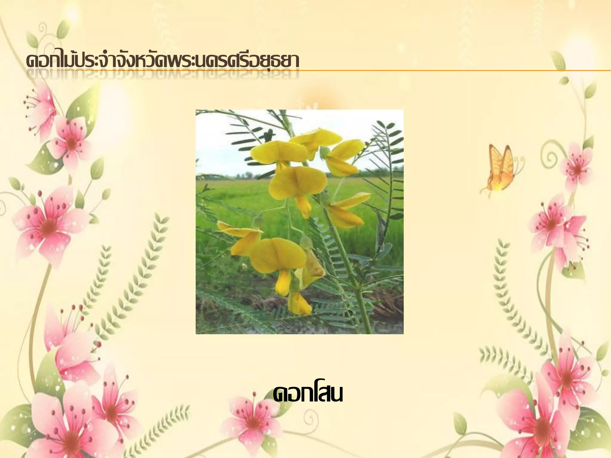 ดอกไม้ประจาจังหวัดพระนครศรีอยุธยา

ดอกโสน

 