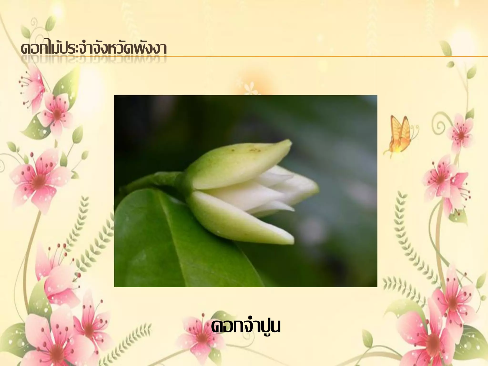 ดอกไม้ประจาจังหวัดพังงา

ดอกจาปูน

 