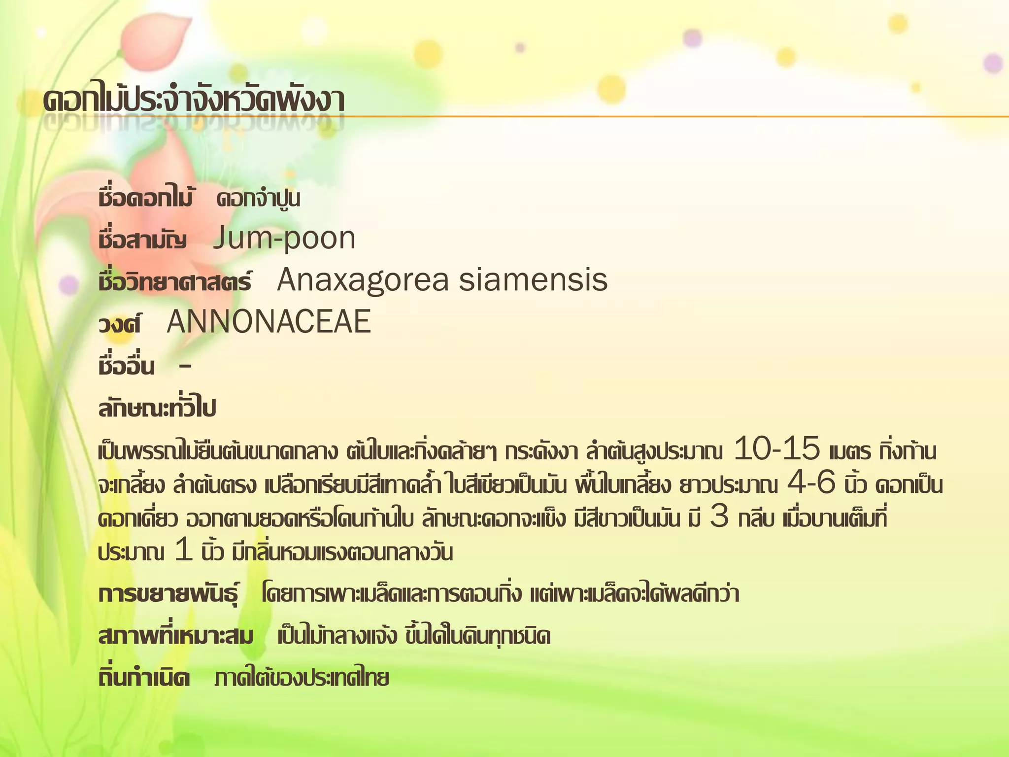 ดอกไม้ประจาจังหวัดพังงา
ชื่อดอกไม้ ดอกจาปูน
ชื่อสามัญ Jum-poon
ชื่อวิทยาศาสตร์ Anaxagorea siamensis
วงศ์ ANNONACEAE
ชื่ออื่น ลักษณะทั่วไป
เป็นพรรณไม้ยืนต้นขนาดกลาง ต้นใบและกิ่งคล้ายๆ กระดังงา ลาต้นสูงประมาณ 10-15 เมตร กิ่งก้าน
จะเกลี้ยง ลาต้นตรง เปลือกเรียบมีสีเทาคล้า ใบสีเขียวเป็นมัน พื้นใบเกลี้ยง ยาวประมาณ 4-6 นิ้ว ดอกเป็น
ดอกเดี่ยว ออกตามยอดหรือโคนก้านใบ ลักษณะดอกจะแข็ง มีสีขาวเป็นมัน มี 3 กลีบ เมื่อบานเต็มที่
ประมาณ 1 นิ้ว มีกลิ่นหอมแรงตอนกลางวัน
การขยายพันธุ์ โดยการเพาะเมล็ดและการตอนกิ่ง แต่เพาะเมล็ดจะได้ผลดีกว่า
สภาพทีเ่ หมาะสม เป็นไม้กลางแจ้ง ขึ้นได้ในดินทุกชนิด
ถิ่นกาเนิด ภาคใต้ของประเทศไทย

 