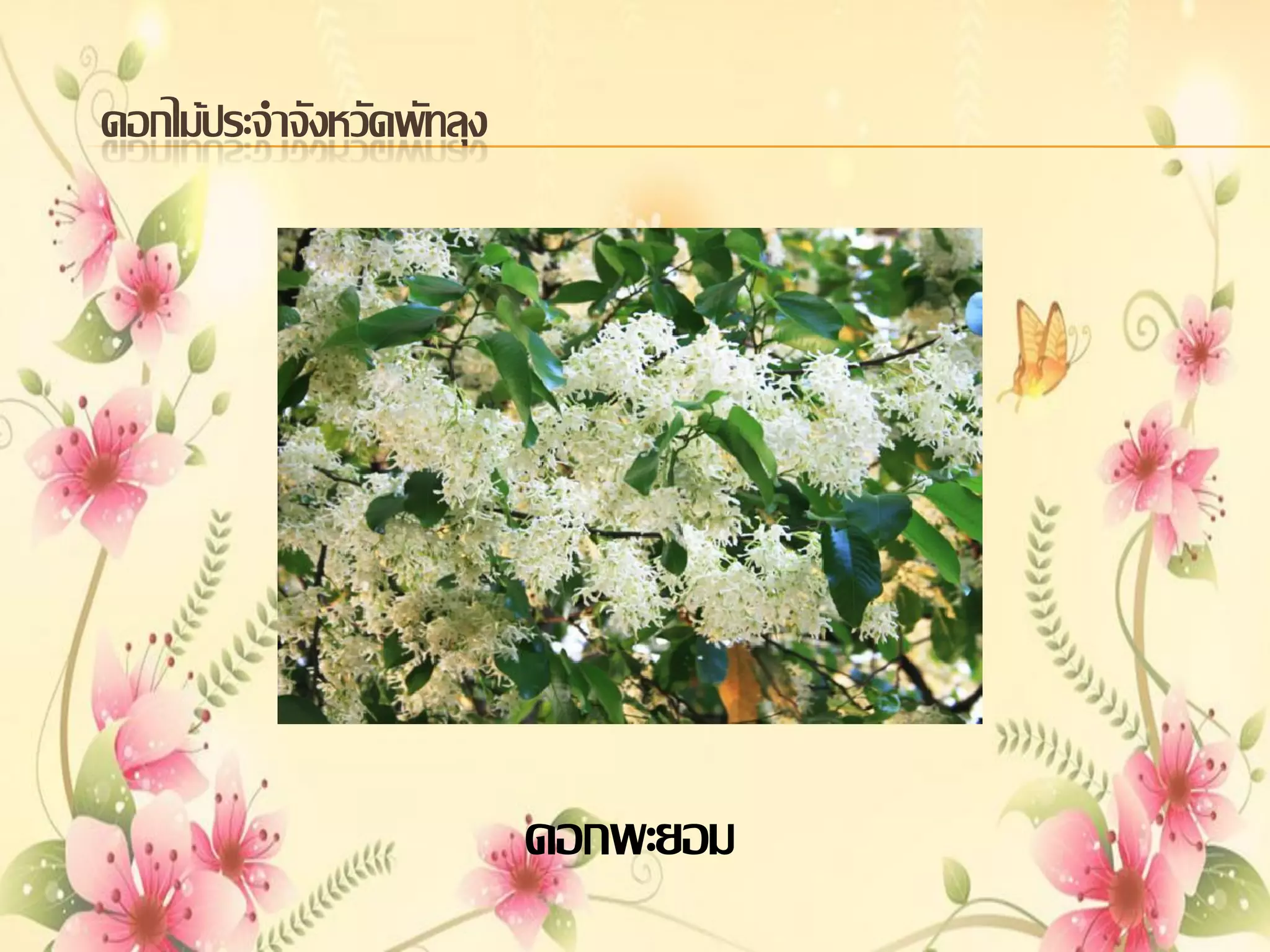 ดอกไม้ประจาจังหวัดพัทลุง

ดอกพะยอม

 