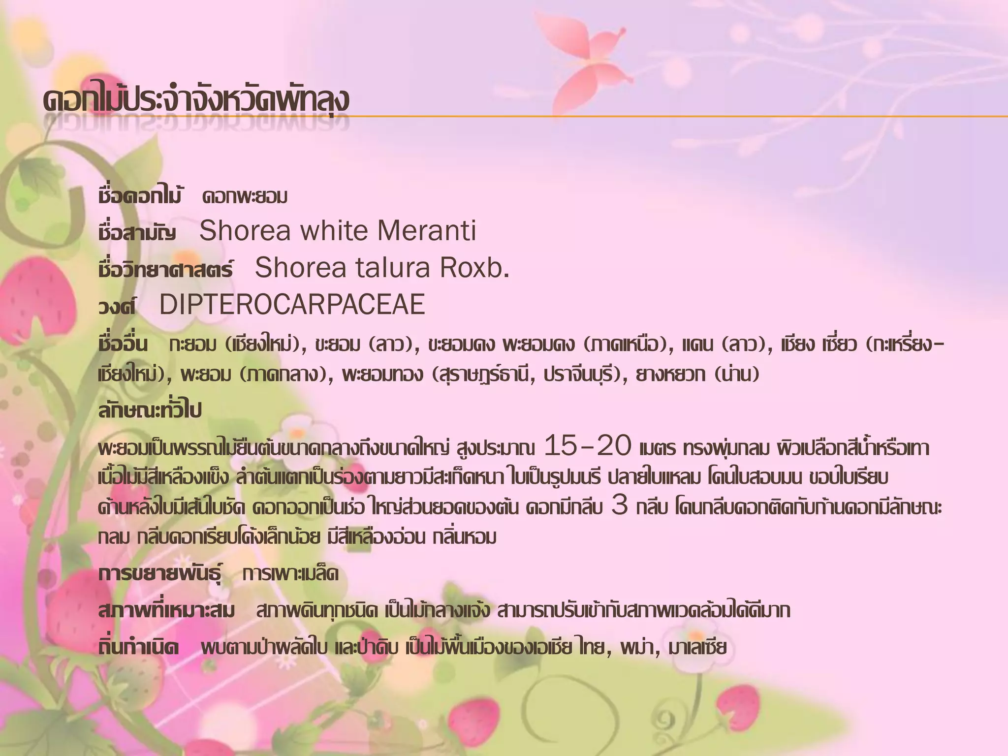 ดอกไม้ประจาจังหวัดพัทลุง
ชื่อดอกไม้ ดอกพะยอม
ชื่อสามัญ Shorea white Meranti
ชื่อวิทยาศาสตร์ Shorea talura Roxb.
วงศ์ DIPTEROCARPACEAE
ชื่ออื่น กะยอม (เชียงใหม่), ขะยอม (ลาว), ขะยอมดง พะยอมดง (ภาคเหนือ), แคน (ลาว), เชียง เซี่ยว (กะเหรี่ยงเชียงใหม่), พะยอม (ภาคกลาง), พะยอมทอง (สุราษฎร์ธานี, ปราจีนบุรี), ยางหยวก (น่าน)
ลักษณะทั่วไป
พะยอมเป็นพรรณไม้ยืนต้นขนาดกลางถึงขนาดใหญ่ สูงประมาณ 15–20 เมตร ทรงพุ่มกลม ผิวเปลือกสีน้าหรือเทา
เนื้อไม้มีสีเหลืองแข็ง ลาต้นแตกเป็นร่องตามยาวมีสะเก็ดหนา ใบเป็นรูปมนรี ปลายใบแหลม โคนใบสอบมน ขอบใบเรียบ
ด้านหลังใบมีเส้นใบชัด ดอกออกเป็นช่อ ใหญ่ส่วนยอดของต้น ดอกมีกลีบ 3 กลีบ โคนกลีบดอกติดกับก้านดอกมีลักษณะ
กลม กลีบดอกเรียบโค้งเล็กน้อย มีสีเหลืองอ่อน กลิ่นหอม
การขยายพันธุ์ การเพาะเมล็ด
สภาพทีเ่ หมาะสม สภาพดินทุกชนิด เป็นไม้กลางแจ้ง สามารถปรับเข้ากับสภาพแวดล้อมได้ดีมาก
ถิ่นกาเนิด พบตามป่าผลัดใบ และป่าดิบ เป็นไม้พื้นเมืองของเอเชีย ไทย, พม่า, มาเลเซีย

 