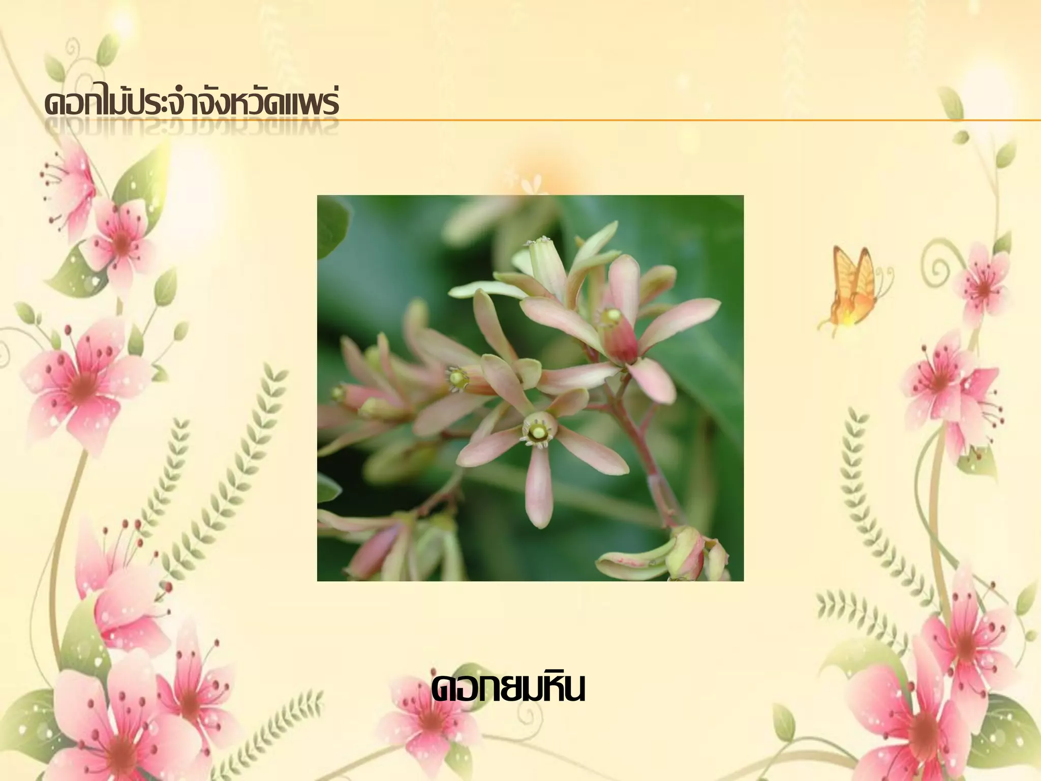 ดอกไม้ประจาจังหวัดแพร่

ดอกยมหิน

 