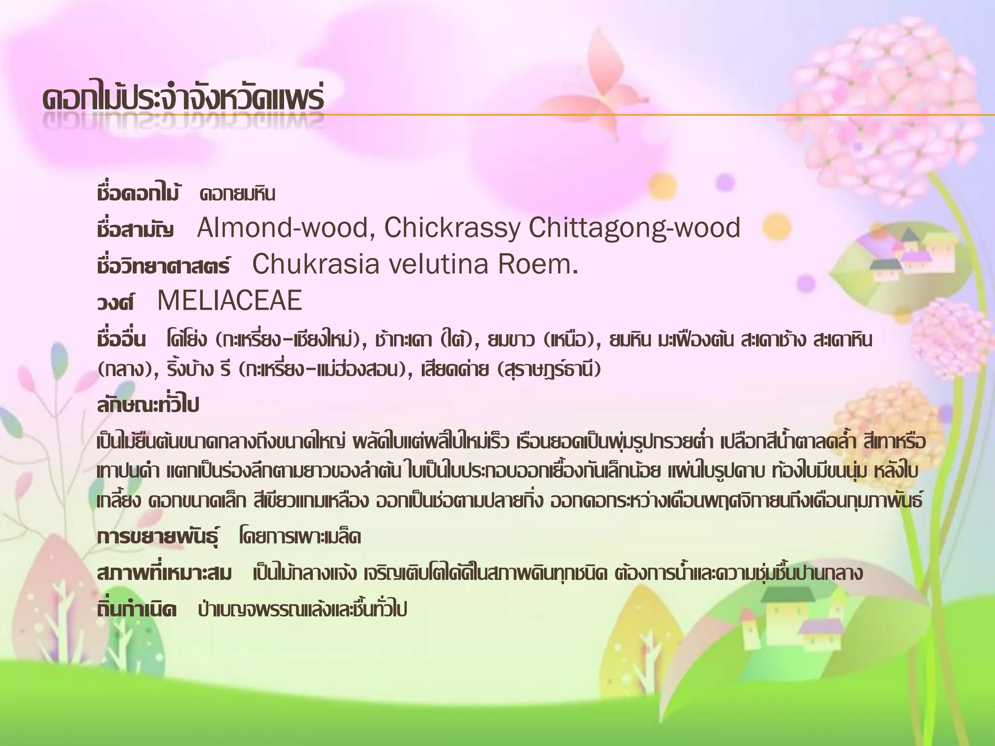 ดอกไม้ประจาจังหวัดแพร่
ชื่อดอกไม้ ดอกยมหิน
ชื่อสามัญ Almond-wood, Chickrassy Chittagong-wood
ชื่อวิทยาศาสตร์ Chukrasia velutina Roem.
วงศ์ MELIACEAE
ชื่ออื่น โค้โย่ง (กะเหรี่ยง-เชียงใหม่), ช้ากะเดา (ใต้), ยมขาว (เหนือ), ยมหิน มะเฟืองต้น สะเดาช้าง สะเดาหิน
(กลาง), ริ้งบ้าง รี (กะเหรี่ยง-แม่ฮ่องสอน), เสียดค่าย (สุราษฎร์ธานี)
ลักษณะทั่วไป
เป็นไม้ยืนต้นขนาดกลางถึงขนาดใหญ่ ผลัดใบแต่ผลิใบใหม่เร็ว เรือนยอดเป็นพุ่มรูปกรวยต่า เปลือกสีน้าตาลคล้า สีเทาหรือ
เทาปนดา แตกเป็นร่องลึกตามยาวของลาต้น ใบเป็นใบประกอบออกเยื้องกันเล็กน้อย แผ่นใบรูปดาบ ท้องใบมีขนนุ่ม หลังใบ
เกลี้ยง ดอกขนาดเล็ก สีเขียวแกมเหลือง ออกเป็นช่อตามปลายกิ่ง ออกดอกระหว่างเดือนพฤศจิกายนถึงเดือนกุมภาพันธ์
การขยายพันธุ์ โดยการเพาะเมล็ด
สภาพที่เหมาะสม เป็นไม้กลางแจ้ง เจริญเติบโตได้ดีในสภาพดินทุกชนิด ต้องการน้าและความชุ่มชื้นปานกลาง
ถิ่นกาเนิด ป่าเบญจพรรณแล้งและชื้นทั่วไป

 