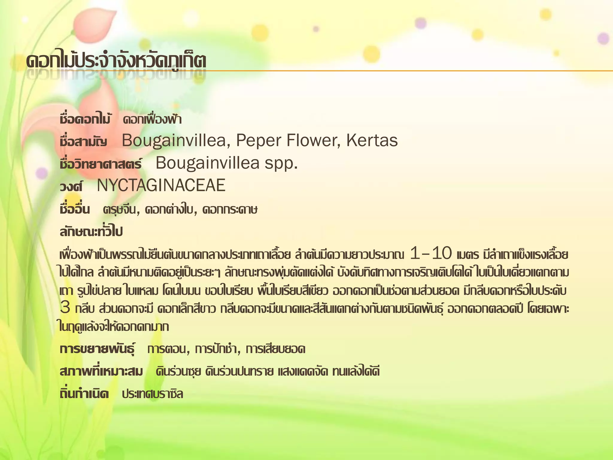 ดอกไม้ประจาจังหวัดภูเก็ต
ชื่อดอกไม้ ดอกเฟื่องฟ้า
ชื่อสามัญ Bougainvillea, Peper Flower, Kertas
ชื่อวิทยาศาสตร์ Bougainvillea spp.
วงศ์ NYCTAGINACEAE
ชื่ออื่น ตรุษจีน, ดอกต่างใบ, ดอกกระดาษ
ลักษณะทั่วไป
เฟื่องฟ้าเป็นพรรณไม้ยืนต้นขนาดกลางประเภทเถาเลื้อย ลาต้นมีความยาวประมาณ 1–10 เมตร มีลาเถาแข็งแรงเลื้อย
ไปได้ไกล ลาต้นมีหนามติดอยู่เป็นระยะๆ ลักษณะทรงพุ่มตัดแต่งได้ บังคับทิศทางการเจริญเติบโตได้ ใบเป็นใบเดี่ยวแตกตาม
เถา รูปไข่ปลาย ใบแหลม โคนใบมน ขอบใบเรียบ พื้นใบเรียบสีเขียว ออกดอกเป็นช่อตามส่วนยอด มีกลีบดอกหรือใบประดับ
3 กลีบ ส่วนดอกจะมี ดอกเล็กสีขาว กลีบดอกจะมีขนาดและสีสันแตกต่างกันตามชนิดพันธุ์ ออกดอกตลอดปี โดยเฉพาะ
ในฤดูแล้งจะให้ดอกดกมาก
การขยายพันธุ์ การตอน, การปักชา, การเสียบยอด
สภาพทีเ่ หมาะสม ดินร่วนซุย ดินร่วนปนทราย แสงแดดจัด ทนแล้งได้ดี
ถิ่นกาเนิด ประเทศบราซิล

 