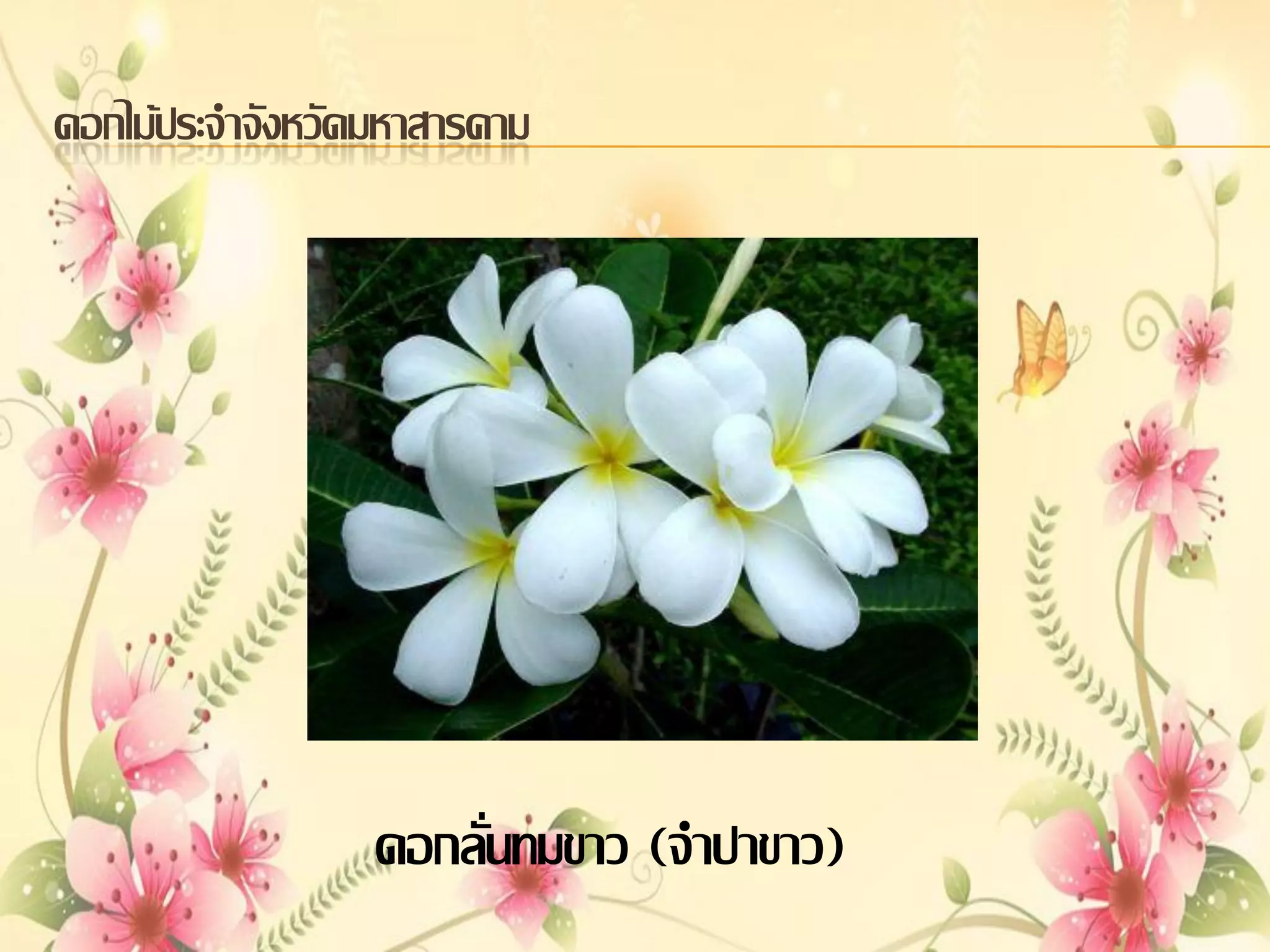 ดอกไม้ประจาจังหวัดมหาสารคาม

ดอกลั่นทมขาว (จาปาขาว)

 