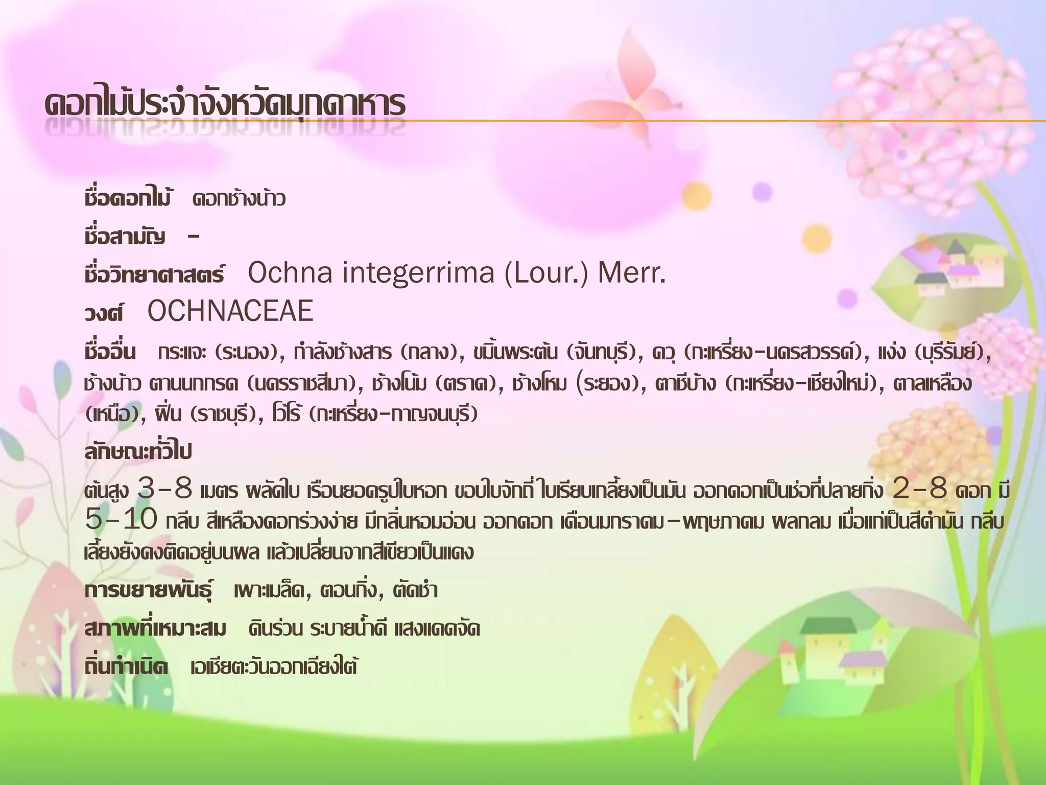 ดอกไม้ประจาจังหวัดมุกดาหาร
ชื่อดอกไม้ ดอกช้างน้าว
ชื่อสามัญ ชื่อวิทยาศาสตร์ Ochna integerrima (Lour.) Merr.
วงศ์ OCHNACEAE
ชื่ออื่น กระแจะ (ระนอง), กาลังช้างสาร (กลาง), ขมิ้นพระต้น (จันทบุรี), ควุ (กะเหรี่ยง-นครสวรรค์), แง่ง (บุรีรัมย์),
ช้างน้าว ตานนกกรด (นครราชสีมา), ช้างโน้ม (ตราด), ช้างโหม (ระยอง), ตาชีบ้าง (กะเหรี่ยง-เชียงใหม่), ตาลเหลือง
(เหนือ), ฝิ่น (ราชบุรี), โว้โร้ (กะเหรี่ยง-กาญจนบุรี)
ลักษณะทั่วไป
ต้นสูง 3–8 เมตร ผลัดใบ เรือนยอดรูปใบหอก ขอบใบจักถี่ ใบเรียบเกลี้ยงเป็นมัน ออกดอกเป็นช่อที่ปลายกิ่ง 2–8 ดอก มี
5–10 กลีบ สีเหลืองดอกร่วงง่าย มีกลิ่นหอมอ่อน ออกดอก เดือนมกราคม–พฤษภาคม ผลกลม เมื่อแก่เป็นสีดามัน กลีบ
เลี้ยงยังคงติดอยู่บนผล แล้วเปลี่ยนจากสีเขียวเป็นแดง
การขยายพันธุ์ เพาะเมล็ด, ตอนกิ่ง, ตัดชา
สภาพที่เหมาะสม ดินร่วน ระบายน้าดี แสงแดดจัด
ถิ่นกาเนิด เอเชียตะวันออกเฉียงใต้

 