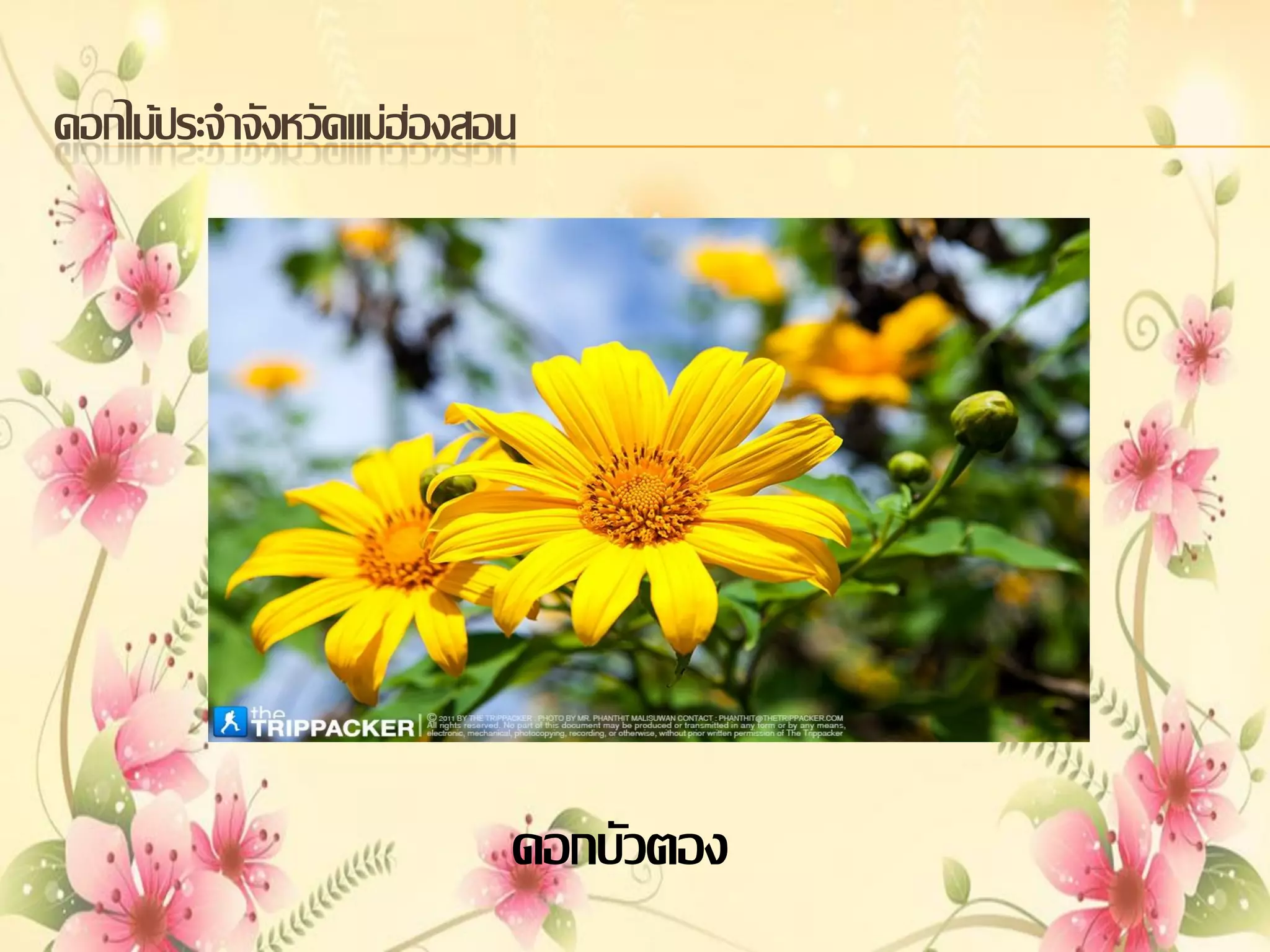 ดอกไม้ประจาจังหวัดแม่ฮ่องสอน

ดอกบัวตอง

 