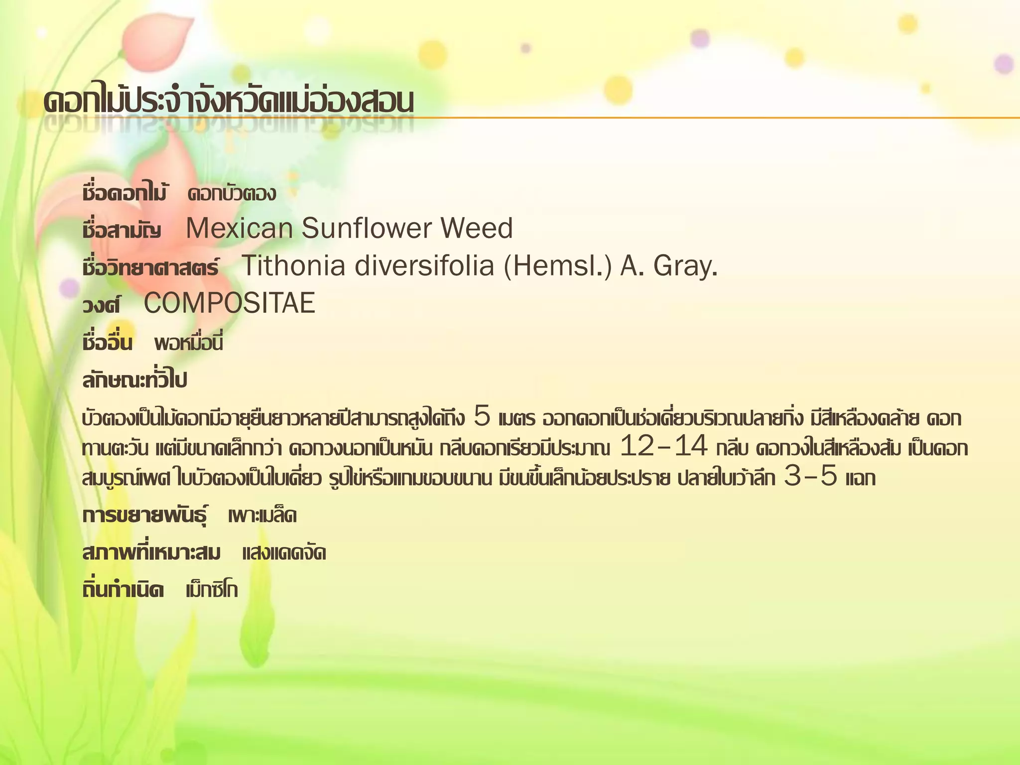 ดอกไม้ประจาจังหวัดแม่อ่องสอน
ชื่อดอกไม้ ดอกบัวตอง
ชื่อสามัญ Mexican Sunflower Weed
ชื่อวิทยาศาสตร์ Tithonia diversifolia (Hemsl.) A. Gray.
วงศ์ COMPOSITAE
ชื่ออื่น พอหมื่อนี่
ลักษณะทั่วไป
บัวตองเป็นไม้ดอกมีอายุยืนยาวหลายปีสามารถสูงได้ถึง 5 เมตร ออกดอกเป็นช่อเดี่ยวบริเวณปลายกิ่ง มีสีเหลืองคล้าย ดอก
ทานตะวัน แต่มีขนาดเล็กกว่า ดอกวงนอกเป็นหมัน กลีบดอกเรียวมีประมาณ 12–14 กลีบ ดอกวงในสีเหลืองส้ม เป็นดอก
สมบูรณ์เพศ ใบบัวตองเป็นใบเดี่ยว รูปไข่หรือแกมขอบขนาน มีขนขึ้นเล็กน้อยประปราย ปลายใบเว้าลึก 3–5 แฉก
การขยายพันธุ์ เพาะเมล็ด
สภาพที่เหมาะสม แสงแดดจัด
ถิ่นกาเนิด เม็กซิโก

 