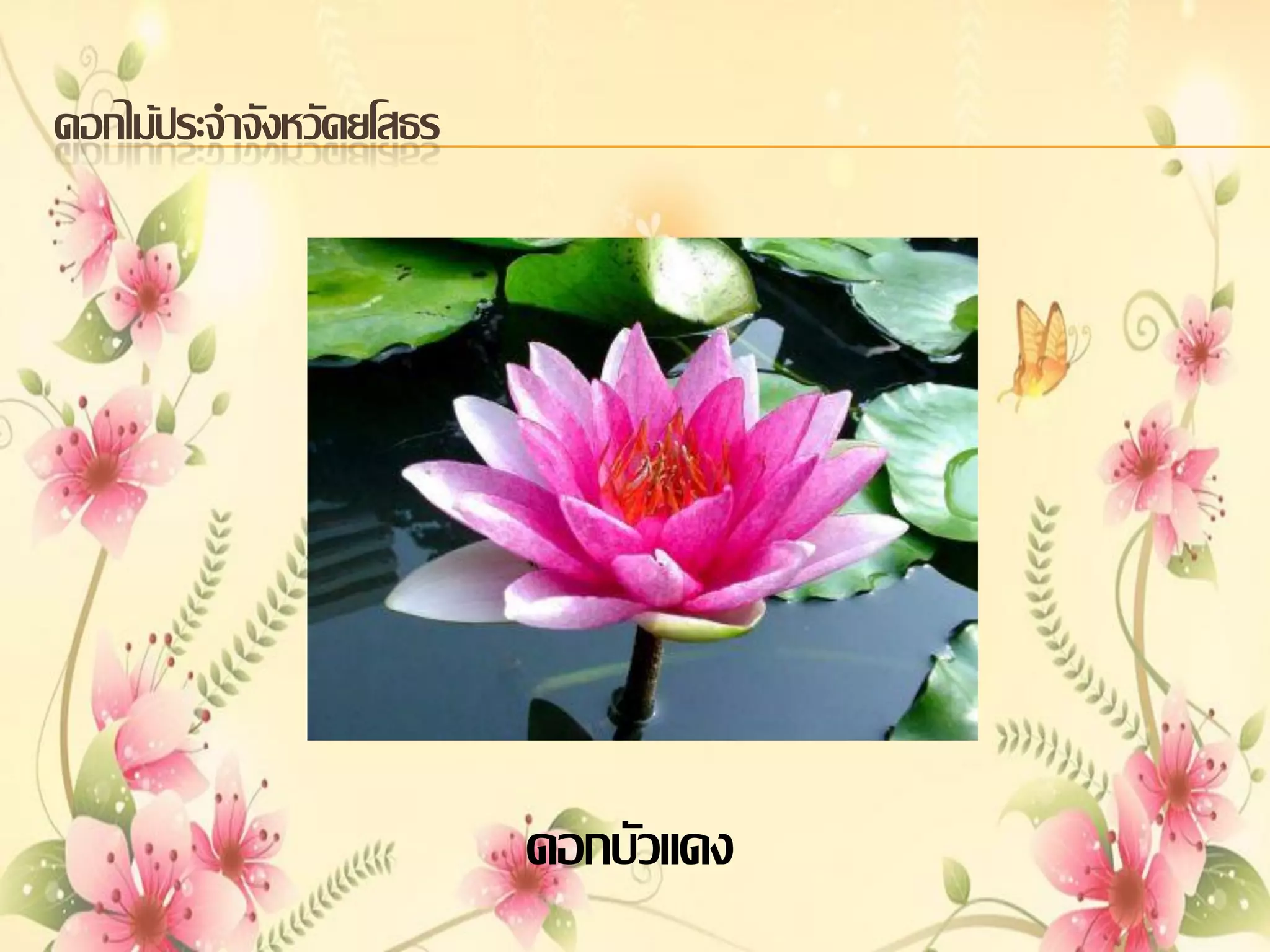 ดอกไม้ประจาจังหวัดยโสธร

ดอกบัวแดง

 