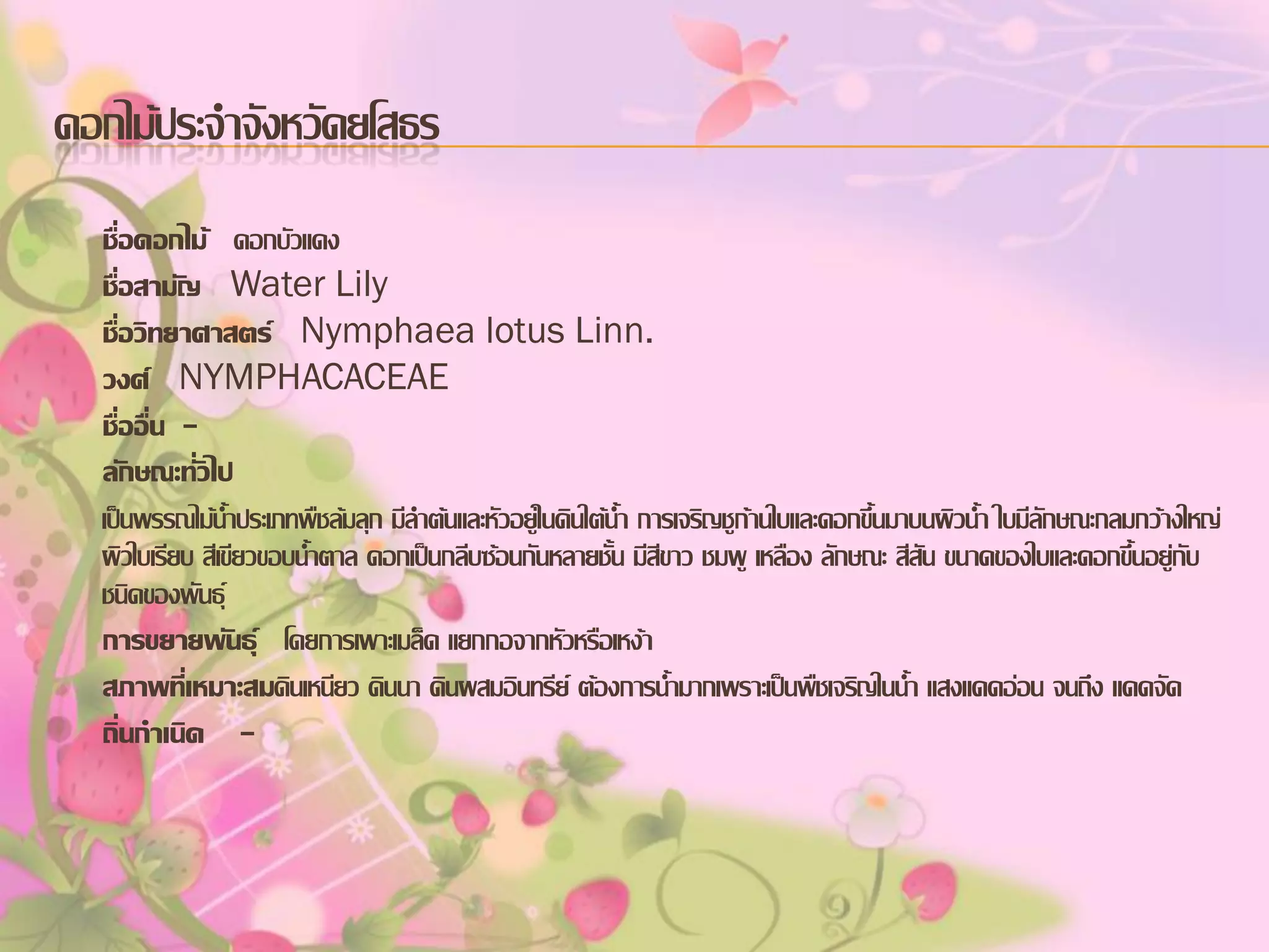 ดอกไม้ประจาจังหวัดยโสธร
ชื่อดอกไม้ ดอกบัวแดง
ชื่อสามัญ Water Lily
ชื่อวิทยาศาสตร์ Nymphaea lotus Linn.
วงศ์ NYMPHACACEAE
ชื่ออื่น ลักษณะทั่วไป
เป็นพรรณไม้น้าประเภทพืชล้มลุก มีลาต้นและหัวอยู่ในดินใต้น้า การเจริญชูก้านใบและดอกขึ้นมาบนผิวน้า ใบมีลักษณะกลมกว้างใหญ่
ผิวใบเรียบ สีเขียวขอบน้าตาล ดอกเป็นกลีบซ้อนกันหลายชั้น มีสีขาว ชมพู เหลือง ลักษณะ สีสัน ขนาดของใบและดอกขึ้นอยู่กับ
ชนิดของพันธุ์
การขยายพันธุ์ โดยการเพาะเมล็ด แยกกอจากหัวหรือเหง้า
สภาพที่เหมาะสมดินเหนียว ดินนา ดินผสมอินทรีย์ ต้องการน้ามากเพราะเป็นพืชเจริญในน้า แสงแดดอ่อน จนถึง แดดจัด
ถิ่นกาเนิด -

 