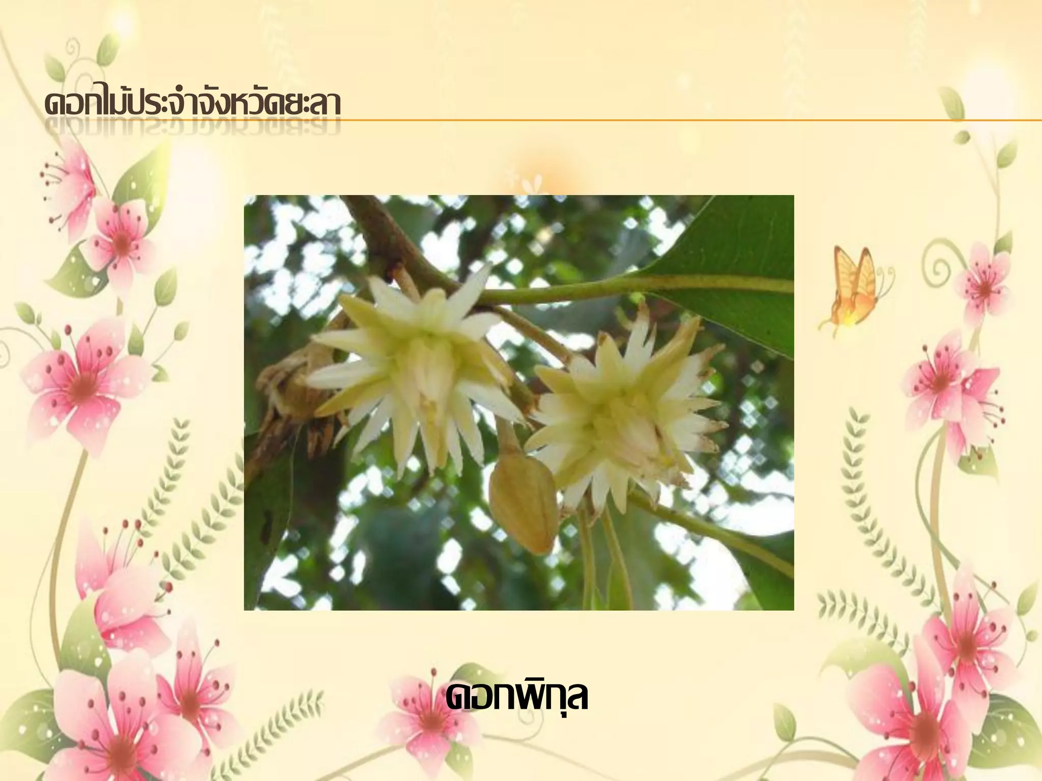 ดอกไม้ประจาจังหวัดยะลา

ดอกพิกุล

 