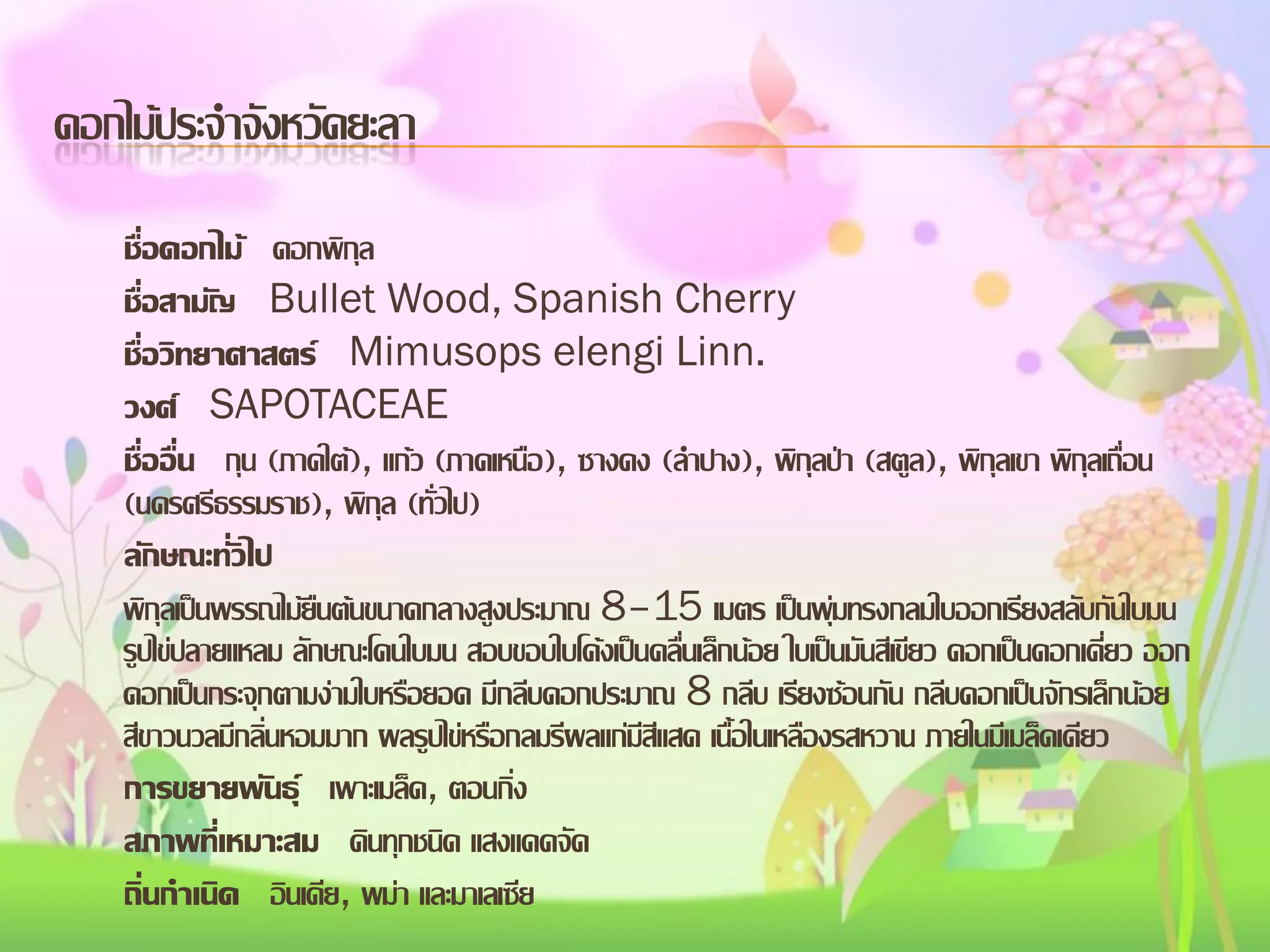 ดอกไม้ประจาจังหวัดยะลา
ชื่อดอกไม้ ดอกพิกุล
ชื่อสามัญ Bullet Wood, Spanish Cherry
ชื่อวิทยาศาสตร์ Mimusops elengi Linn.
วงศ์ SAPOTACEAE
ชื่ออื่น กุน (ภาคใต้), แก้ว (ภาคเหนือ), ซางดง (ลาปาง), พิกุลป่า (สตูล), พิกุลเขา พิกุลเถื่อน
(นครศรีธรรมราช), พิกุล (ทั่วไป)
ลักษณะทั่วไป
พิกุลเป็นพรรณไม้ยืนต้นขนาดกลางสูงประมาณ 8–15 เมตร เป็นพุ่มทรงกลมใบออกเรียงสลับกันใบมน
รูปไข่ปลายแหลม ลักษณะโคนใบมน สอบขอบใบโค้งเป็นคลื่นเล็กน้อย ใบเป็นมันสีเขียว ดอกเป็นดอกเดี่ยว ออก
ดอกเป็นกระจุกตามง่ามใบหรือยอด มีกลีบดอกประมาณ 8 กลีบ เรียงซ้อนกัน กลีบดอกเป็นจักรเล็กน้อย
สีขาวนวลมีกลิ่นหอมมาก ผลรูปไข่หรือกลมรีผลแก่มีสีแสด เนื้อในเหลืองรสหวาน ภายในมีเมล็ดเดียว
การขยายพันธุ์ เพาะเมล็ด, ตอนกิ่ง
สภาพที่เหมาะสม ดินทุกชนิด แสงแดดจัด
ถิ่นกาเนิด อินเดีย, พม่า และมาเลเซีย

 