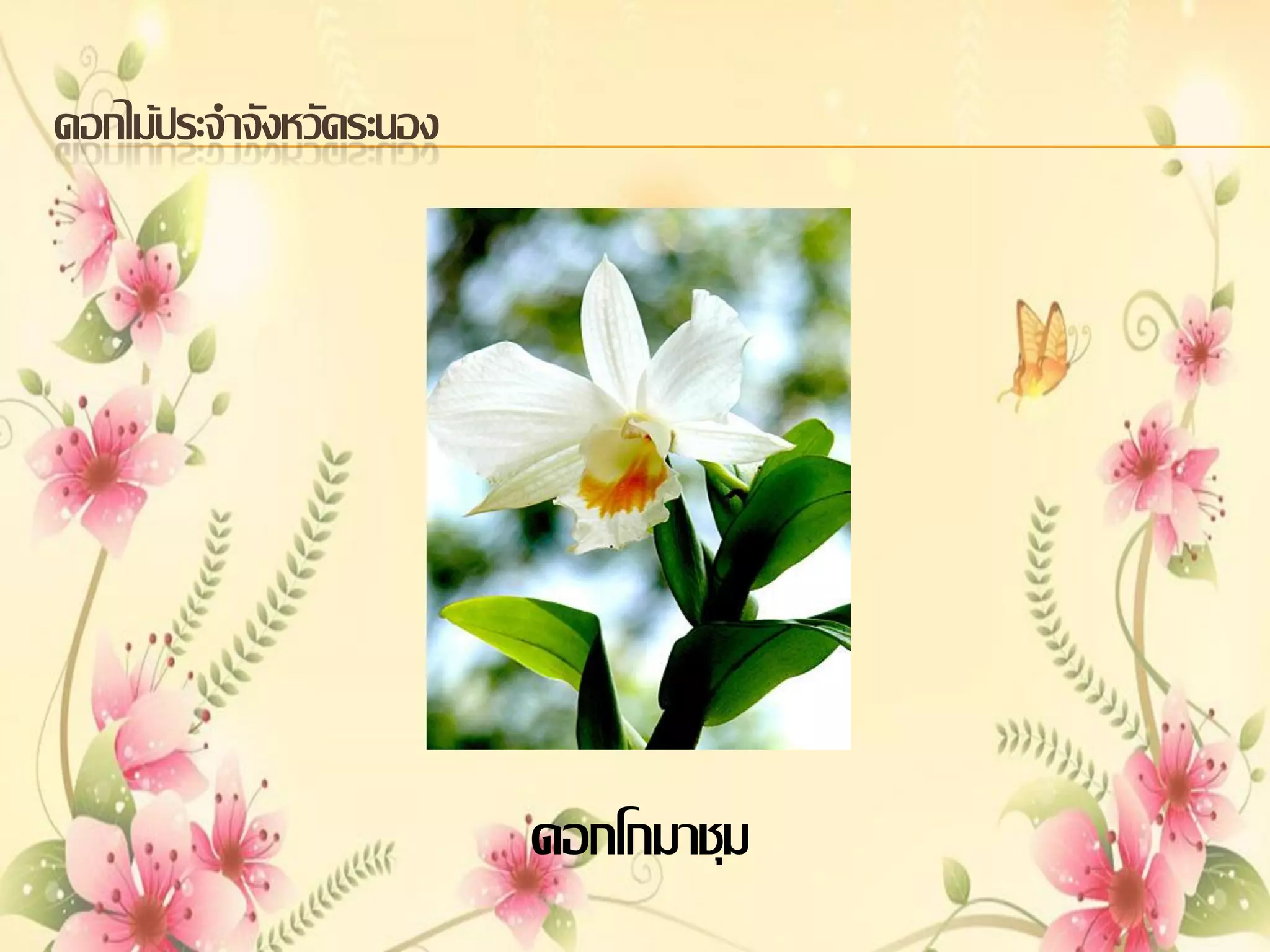 ดอกไม้ประจาจังหวัดระนอง

ดอกโกมาชุม

 