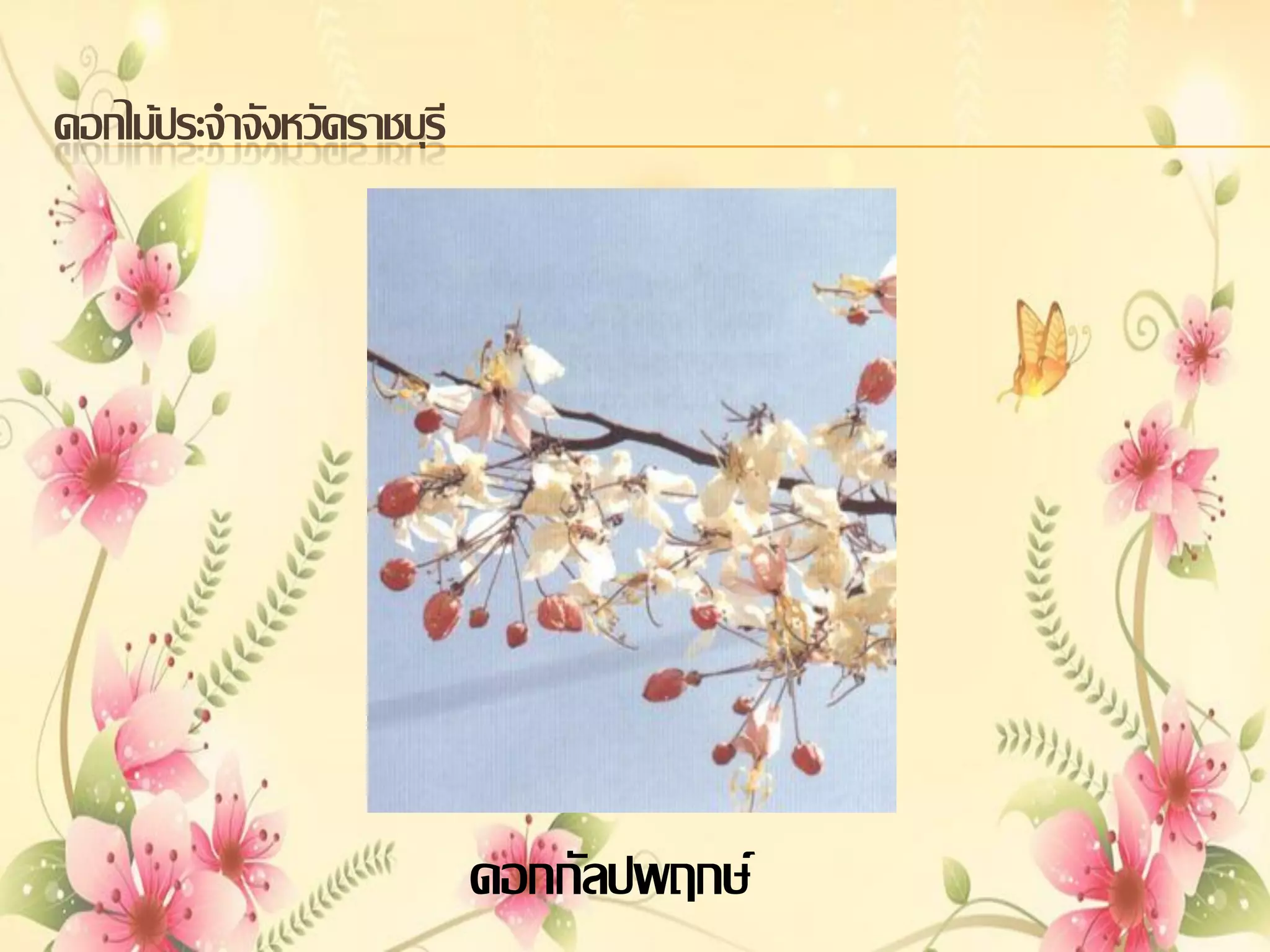 ดอกไม้ประจาจังหวัดราชบุรี

ดอกกัลปพฤกษ์

 