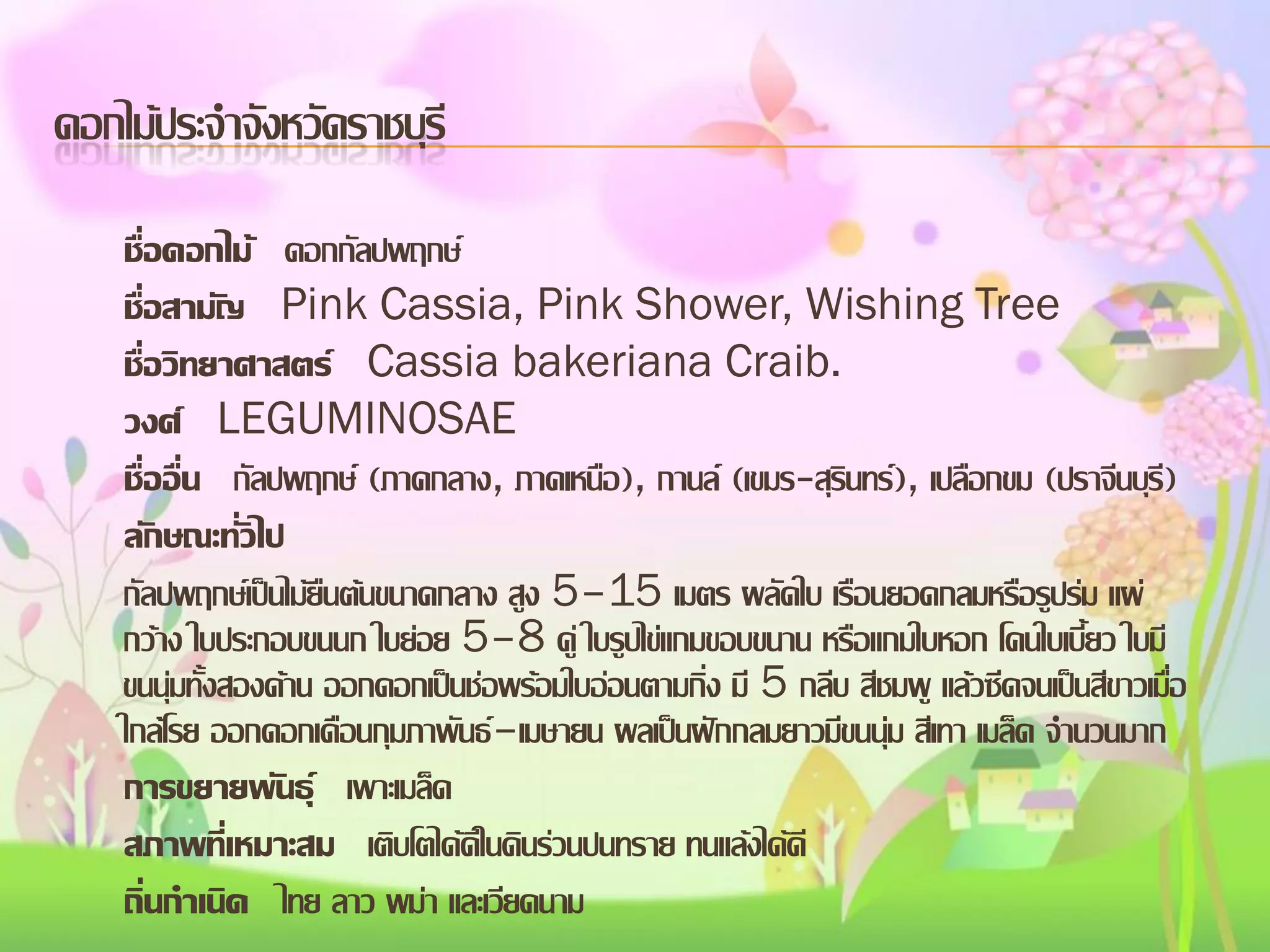 ดอกไม้ประจาจังหวัดราชบุรี
ชื่อดอกไม้ ดอกกัลปพฤกษ์
ชื่อสามัญ Pink Cassia, Pink Shower, Wishing Tree
ชื่อวิทยาศาสตร์ Cassia bakeriana Craib.
วงศ์ LEGUMINOSAE
ชื่ออื่น กัลปพฤกษ์ (ภาคกลาง, ภาคเหนือ), กานล์ (เขมร-สุรินทร์), เปลือกขม (ปราจีนบุรี)
ลักษณะทั่วไป
กัลปพฤกษ์เป็นไม้ยืนต้นขนาดกลาง สูง 5–15 เมตร ผลัดใบ เรือนยอดกลมหรือรูปร่ม แผ่
กว้าง ใบประกอบขนนก ใบย่อย 5–8 คู่ ใบรูปไข่แกมขอบขนาน หรือแกมใบหอก โคนใบเบี้ยว ใบมี
ขนนุ่มทั้งสองด้าน ออกดอกเป็นช่อพร้อมใบอ่อนตามกิ่ง มี 5 กลีบ สีชมพู แล้วซีดจนเป็นสีขาวเมื่อ
ใกล้โรย ออกดอกเดือนกุมภาพันธ์–เมษายน ผลเป็นฝักกลมยาวมีขนนุ่ม สีเทา เมล็ด จานวนมาก
การขยายพันธุ์ เพาะเมล็ด
สภาพที่เหมาะสม เติบโตได้ดีในดินร่วนปนทราย ทนแล้งได้ดี
ถิ่นกาเนิด ไทย ลาว พม่า และเวียดนาม

 