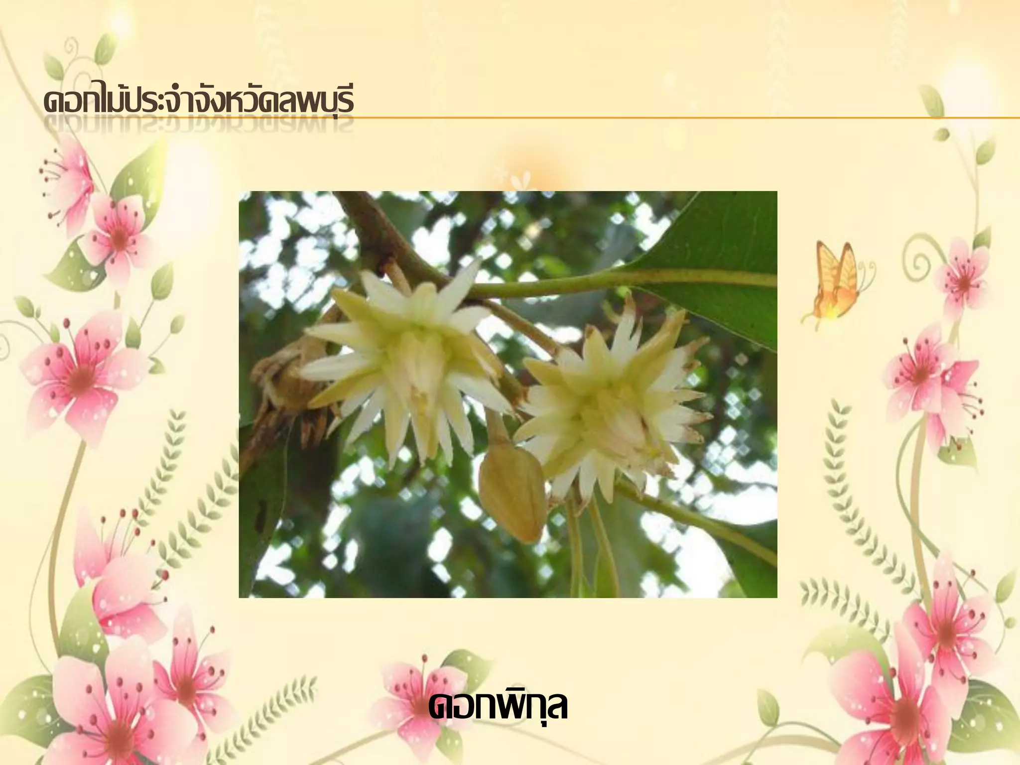 ดอกไม้ประจาจังหวัดลพบุรี

ดอกพิกุล

 