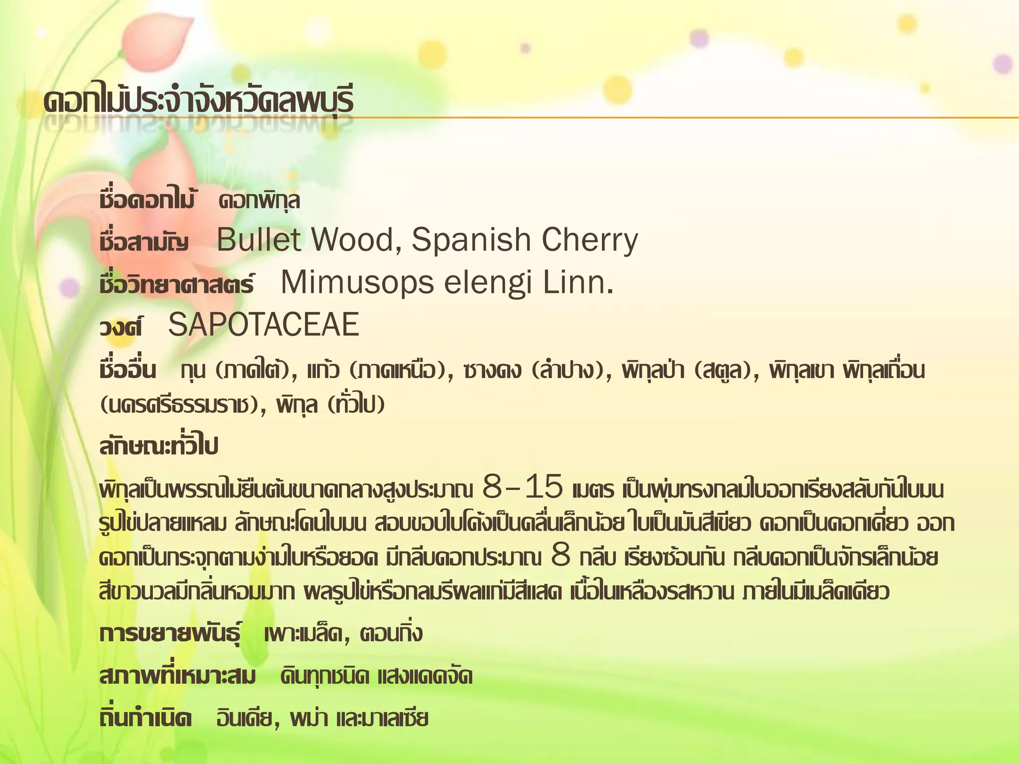 ดอกไม้ประจาจังหวัดลพบุรี
ชื่อดอกไม้ ดอกพิกุล
ชื่อสามัญ Bullet Wood, Spanish Cherry
ชื่อวิทยาศาสตร์ Mimusops elengi Linn.
วงศ์ SAPOTACEAE
ชื่ออื่น กุน (ภาคใต้), แก้ว (ภาคเหนือ), ซางดง (ลาปาง), พิกุลป่า (สตูล), พิกุลเขา พิกุลเถื่อน
(นครศรีธรรมราช), พิกุล (ทั่วไป)
ลักษณะทั่วไป
พิกุลเป็นพรรณไม้ยืนต้นขนาดกลางสูงประมาณ 8–15 เมตร เป็นพุ่มทรงกลมใบออกเรียงสลับกันใบมน
รูปไข่ปลายแหลม ลักษณะโคนใบมน สอบขอบใบโค้งเป็นคลื่นเล็กน้อย ใบเป็นมันสีเขียว ดอกเป็นดอกเดี่ยว ออก
ดอกเป็นกระจุกตามง่ามใบหรือยอด มีกลีบดอกประมาณ 8 กลีบ เรียงซ้อนกัน กลีบดอกเป็นจักรเล็กน้อย
สีขาวนวลมีกลิ่นหอมมาก ผลรูปไข่หรือกลมรีผลแก่มีสีแสด เนื้อในเหลืองรสหวาน ภายในมีเมล็ดเดียว
การขยายพันธุ์ เพาะเมล็ด, ตอนกิ่ง
สภาพที่เหมาะสม ดินทุกชนิด แสงแดดจัด
ถิ่นกาเนิด อินเดีย, พม่า และมาเลเซีย

 