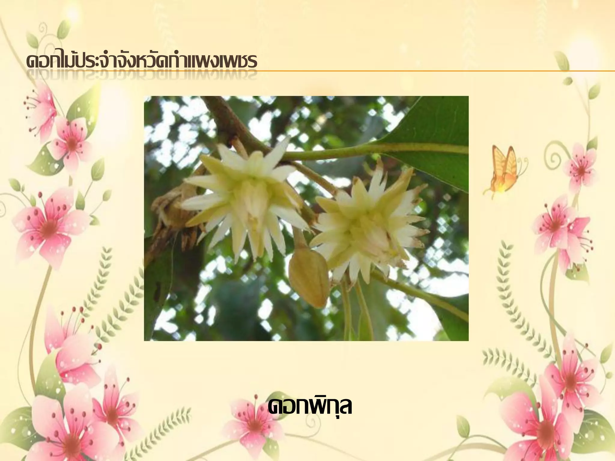 ดอกไม้ประจาจังหวัดกาแพงเพชร

ดอกพิกุล

 