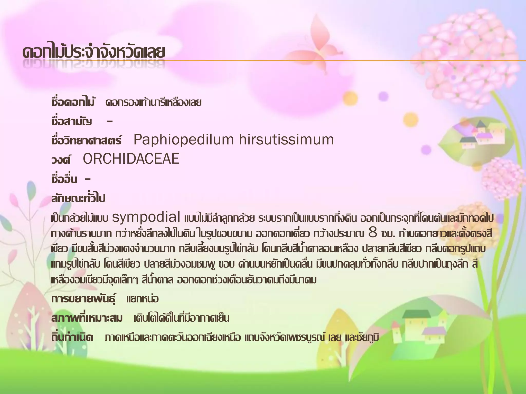 ดอกไม้ประจาจังหวัดเลย
ชื่อดอกไม้ ดอกรองเท้านารีเหลืองเลย
ชื่อสามัญ ชื่อวิทยาศาสตร์ Paphiopedilum hirsutissimum
วงศ์ ORCHIDACEAE
ชื่ออื่น ลักษณะทั่วไป
เป็นกล้วยไม้แบบ sympodial แบบไม่มีลาลูกกล้วย ระบบรากเป็นแบบรากกึ่งดิน ออกเป็นกระจุกที่โคนต้นและมักทอดไป
ทางด้านราบมาก กว่าหยั่งลึกลงไปในดิน ใบรูปขอบขนาน ออกดอกเดี่ยว กว้างประมาณ 8 ซม. ก้านดอกยาวและตั้งตรงสี
เขียว มีขนสั้นสีม่วงแดงจานวนมาก กลีบเลี้ยงบนรูปไข่กลับ โคนกลีบสีน้าตาลอมเหลือง ปลายกลีบสีเขียว กลีบดอกรูปแถบ
แกมรูปไข่กลับ โคนสีเขียว ปลายสีม่วงอมชมพู ขอบ ด้านบนหยักเป็นคลื่น มีขนปกคลุมทั่วทั้งกลีบ กลีบปากเป็นถุงลึก สี
เหลืองอมเขียวมีจุดเล็กๆ สีน้าตาล ออกดอกช่วงเดือนธันวาคมถึงมีนาคม
การขยายพันธุ์ แยกหน่อ
สภาพที่เหมาะสม เติบโตได้ดีในที่มีอากาศเย็น
ถิ่นกาเนิด ภาคเหนือและภาคตะวันออกเฉียงเหนือ แถบจังหวัดเพชรบูรณ์ เลย และชัยภูมิ

 