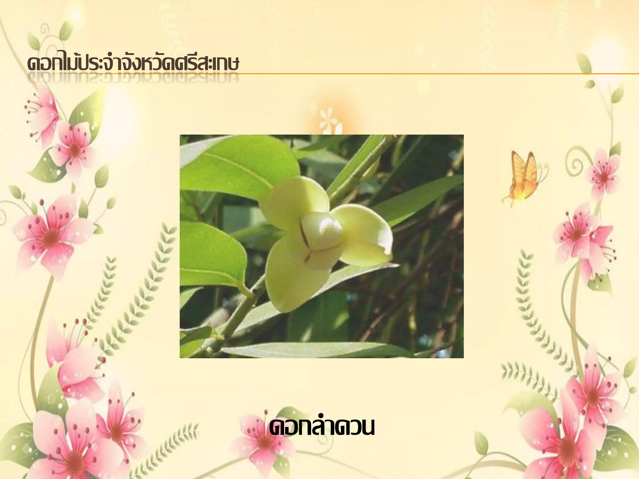 ดอกไม้ประจาจังหวัดศรีสะเกษ

ดอกลาดวน

 