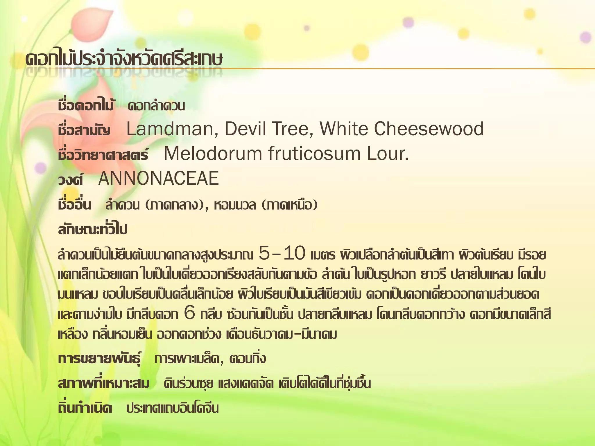 ดอกไม้ประจาจังหวัดศรีสะเกษ
ชื่อดอกไม้ ดอกลาดวน
ชื่อสามัญ Lamdman, Devil Tree, White Cheesewood
ชื่อวิทยาศาสตร์ Melodorum fruticosum Lour.
วงศ์ ANNONACEAE
ชื่ออื่น ลาดวน (ภาคกลาง), หอมนวล (ภาคเหนือ)
ลักษณะทั่วไป
ลาดวนเป็นไม้ยืนต้นขนาดกลางสูงประมาณ 5–10 เมตร ผิวเปลือกลาต้นเป็นสีเทา ผิวต้นเรียบ มีรอย
แตกเล็กน้อยแตก ใบเป็นใบเดี่ยวออกเรียงสลับกันตามข้อ ลาต้น ใบเป็นรูปหอก ยาวรี ปลายใบแหลม โคนใบ
มนแหลม ขอบใบเรียบเป็นคลื่นเล็กน้อย ผิวใบเรียบเป็นมันสีเขียวเข้ม ดอกเป็นดอกเดี่ยวออกตามส่วนยอด
และตามง่ามใบ มีกลีบดอก 6 กลีบ ซ้อนกันเป็นชั้น ปลายกลีบแหลม โคนกลีบดอกกว้าง ดอกมีขนาดเล็กสี
เหลือง กลิ่นหอมเย็น ออกดอกช่วง เดือนธันวาคม-มีนาคม
การขยายพันธุ์ การเพาะเมล็ด, ตอนกิ่ง
สภาพที่เหมาะสม ดินร่วนซุย แสงแดดจัด เติบโตได้ดีในที่ชุ่มชื้น
ถิ่นกาเนิด ประเทศแถบอินโดจีน

 
