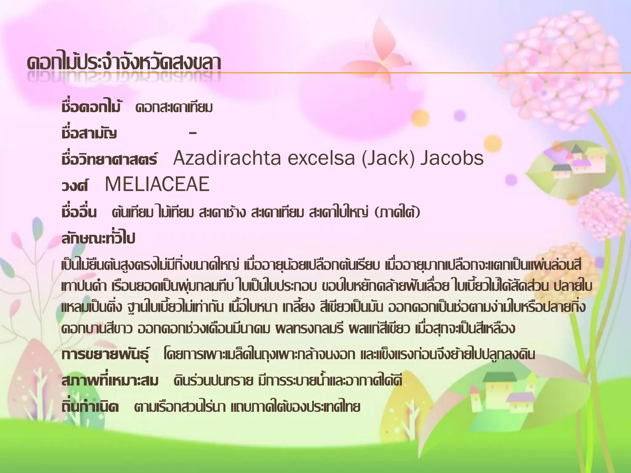ดอกไม้ประจาจังหวัดสงขลา
ชื่อดอกไม้ ดอกสะเดาเทียม
ชื่อสามัญ
ชื่อวิทยาศาสตร์ Azadirachta excelsa (Jack) Jacobs
วงศ์ MELIACEAE
ชื่ออื่น ต้นเทียม ไม้เทียม สะเดาช้าง สะเดาเทียม สะเดาใบใหญ่ (ภาคใต้)
ลักษณะทั่วไป
เป็นไม้ยืนต้นสูงตรงไม่มีกิ่งขนาดใหญ่ เมื่ออายุน้อยเปลือกต้นเรียบ เมื่ออายุมากเปลือกจะแตกเป็นแผ่นล่อนสี
เทาปนดา เรือนยอดเป็นพุ่มกลมทึบ ใบเป็นใบประกอบ ขอบใบหยักคล้ายฟันเลื่อย ใบเบี้ยวไม่ได้สัดส่วน ปลายใบ
แหลมเป็นติ่ง ฐานใบเบี้ยวไม่เท่ากัน เนื้อใบหนา เกลี้ยง สีเขียวเป็นมัน ออกดอกเป็นช่อตามง่ามใบหรือปลายกิ่ง
ดอกบานสีขาว ออกดอกช่วงเดือนมีนาคม ผลทรงกลมรี ผลแก่สีเขียว เมื่อสุกจะเป็นสีเหลือง
การขยายพันธุ์ โดยการเพาะเมล็ดในถุงเพาะกล้าจนงอก และแข็งแรงก่อนจึงย้ายไปปลูกลงดิน
สภาพทีเ่ หมาะสม ดินร่วนปนทราย มีการระบายน้าและอากาศได้ดี
ถิ่นกาเนิด ตามเรือกสวนไร่นา แถบภาคใต้ของประเทศไทย

 