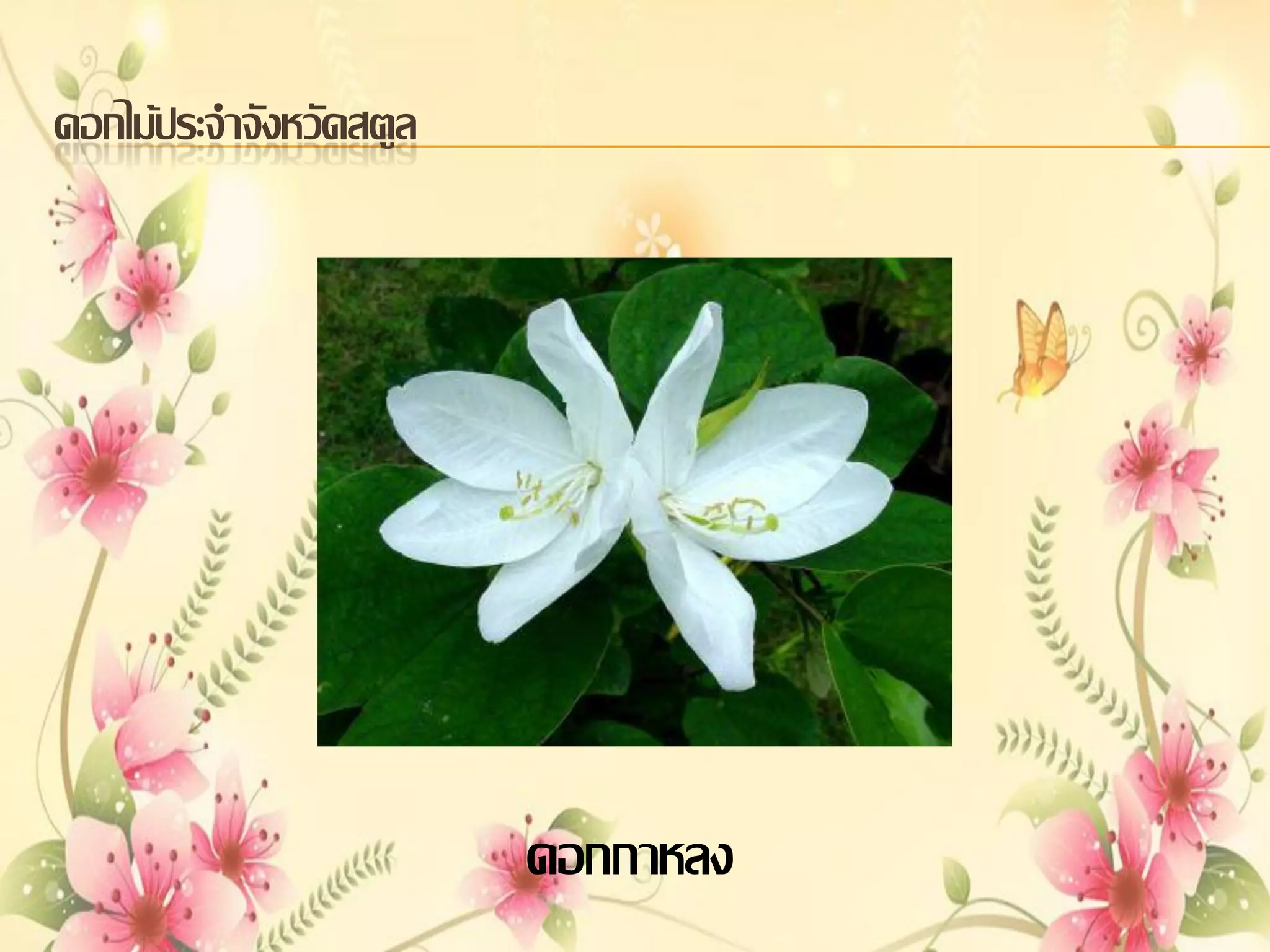 ดอกไม้ประจาจังหวัดสตูล

ดอกกาหลง

 