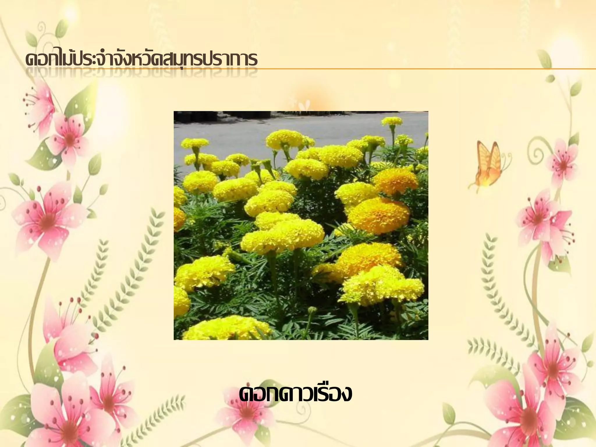 ดอกไม้ประจาจังหวัดสมุทรปราการ

ดอกดาวเรือง

 