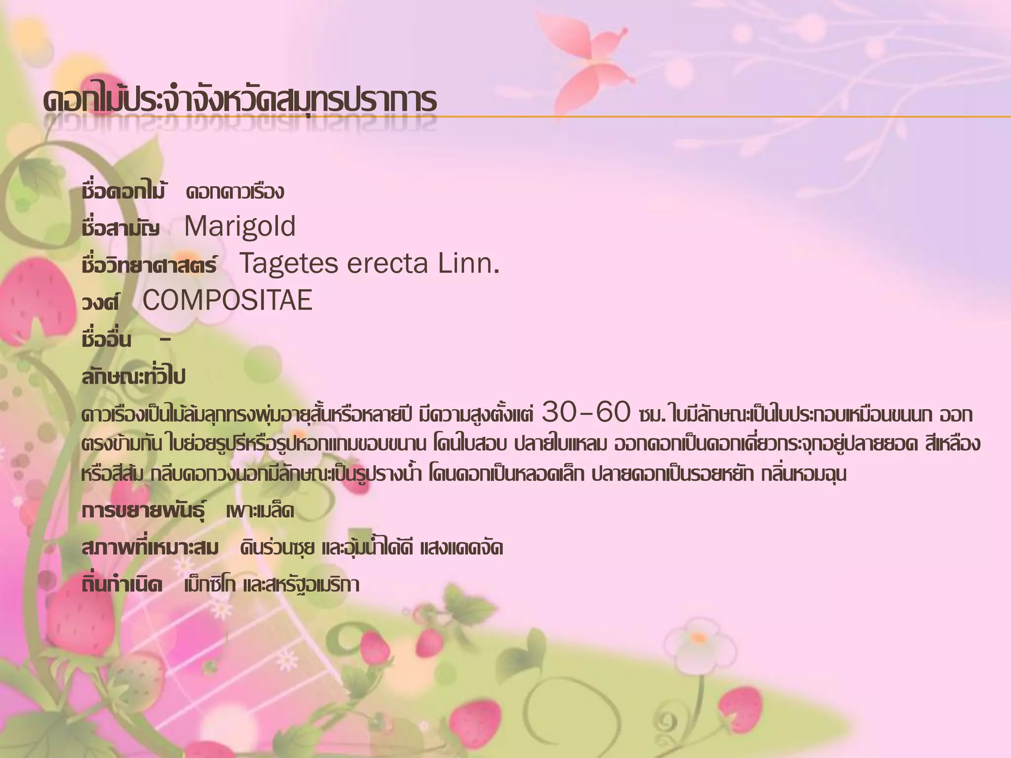 ดอกไม้ประจาจังหวัดสมุทรปราการ
ชื่อดอกไม้ ดอกดาวเรือง
ชื่อสามัญ Marigold
ชื่อวิทยาศาสตร์ Tagetes erecta Linn.
วงศ์ COMPOSITAE
ชื่ออื่น ลักษณะทั่วไป
ดาวเรืองเป็นไม้ล้มลุกทรงพุ่มอายุสั้นหรือหลายปี มีความสูงตั้งแต่ 30–60 ซม. ใบมีลักษณะเป็นใบประกอบเหมือนขนนก ออก
ตรงข้ามกัน ใบย่อยรูปรีหรือรูปหอกแกมขอบขนาน โคนใบสอบ ปลายใบแหลม ออกดอกเป็นดอกเดียวกระจุกอยู่ปลายยอด สีเหลือง
่
หรือสีส้ม กลีบดอกวงนอกมีลักษณะเป็นรูปรางน้า โคนดอกเป็นหลอดเล็ก ปลายดอกเป็นรอยหยัก กลิ่นหอมฉุน
การขยายพันธุ์ เพาะเมล็ด
สภาพที่เหมาะสม ดินร่วนซุย และอุ้มน้าได้ดี แสงแดดจัด
ถิ่นกาเนิด เม็กซิโก และสหรัฐอเมริกา

 