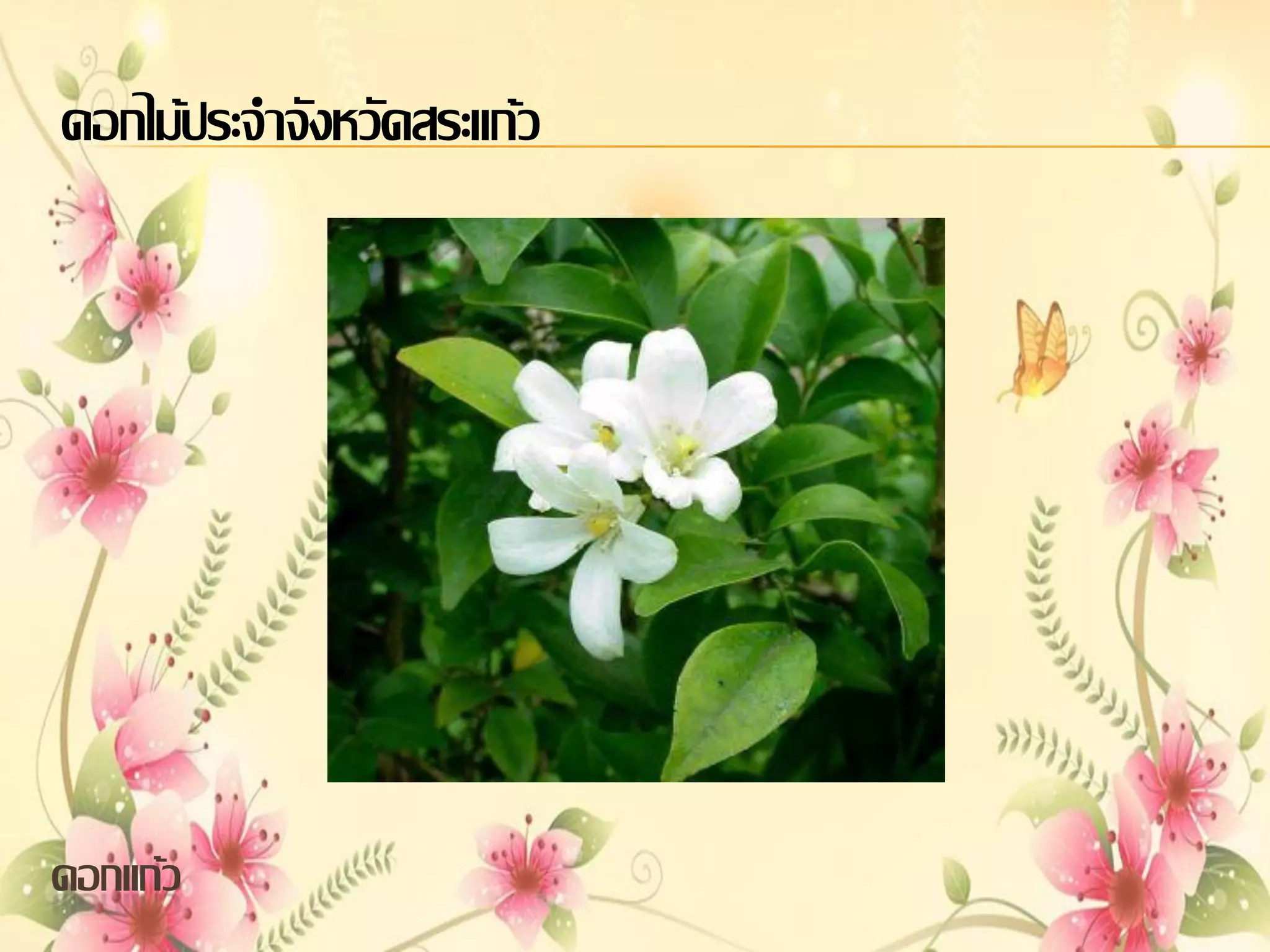 ดอกไม้ประจาจังหวัดสระแก้ว

ดอกแก้ว

 