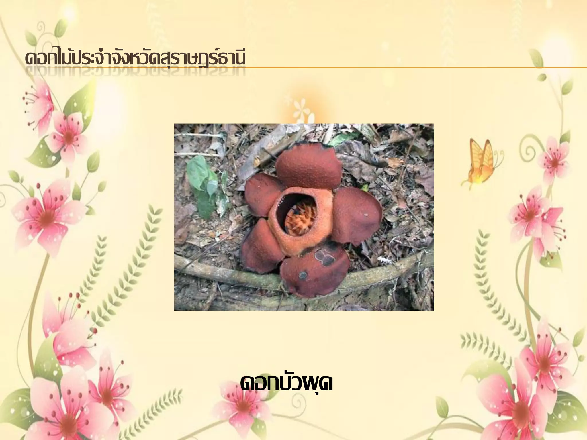 ดอกไม้ประจาจังหวัดสุราษฎร์ธานี

ดอกบัวผุด

 