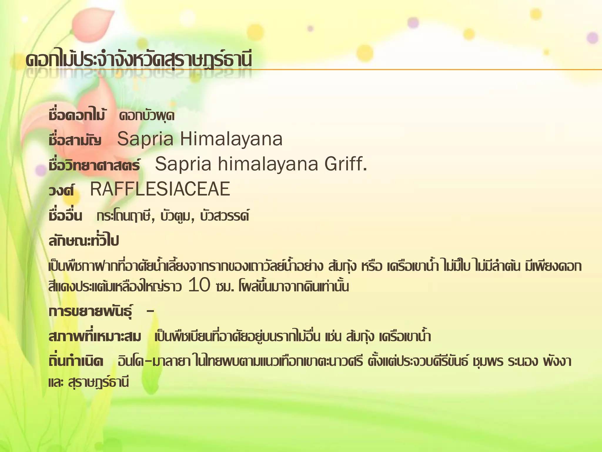 ดอกไม้ประจาจังหวัดสุราษฎร์ธานี
ชื่อดอกไม้ ดอกบัวผุด
ชื่อสามัญ Sapria Himalayana
ชื่อวิทยาศาสตร์ Sapria himalayana Griff.
วงศ์ RAFFLESIACEAE
ชื่ออื่น กระโถนฤาษี, บัวตูม, บัวสวรรค์
ลักษณะทั่วไป
เป็นพืชกาฝากที่อาศัยน้าเลี้ยงจากรากของเถาวัลย์น้าอย่าง ส้มกุ้ง หรือ เครือเขาน้า ไม่มีใบ ไม่มีลาต้น มีเพียงดอก
สีแดงประแต้มเหลืองใหญ่ราว 10 ซม. โผล่ขึ้นมาจากดินเท่านั้น
การขยายพันธุ์ สภาพที่เหมาะสม เป็นพืชเบียนที่อาศัยอยู่บนรากไม้อื่น เช่น ส้มกุ้ง เครือเขาน้า
ถิ่นกาเนิด อินโด-มาลายา ในไทยพบตามแนวเทือกเขาตะนาวศรี ตั้งแต่ประจวบคีรีขันธ์ ชุมพร ระนอง พังงา
และ สุราษฎร์ธานี

 