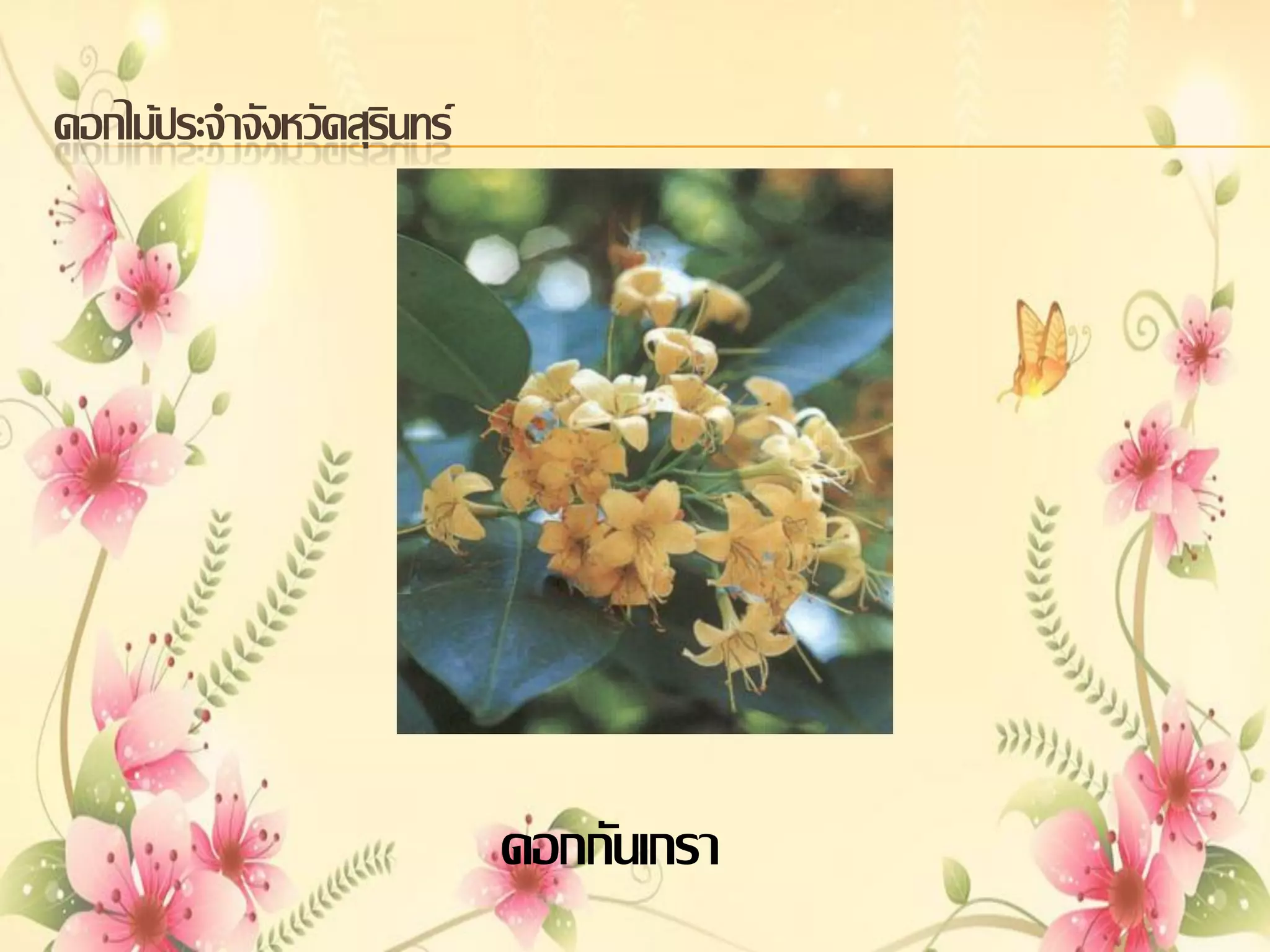 ดอกไม้ประจาจังหวัดสุรินทร์

ดอกกันเกรา

 