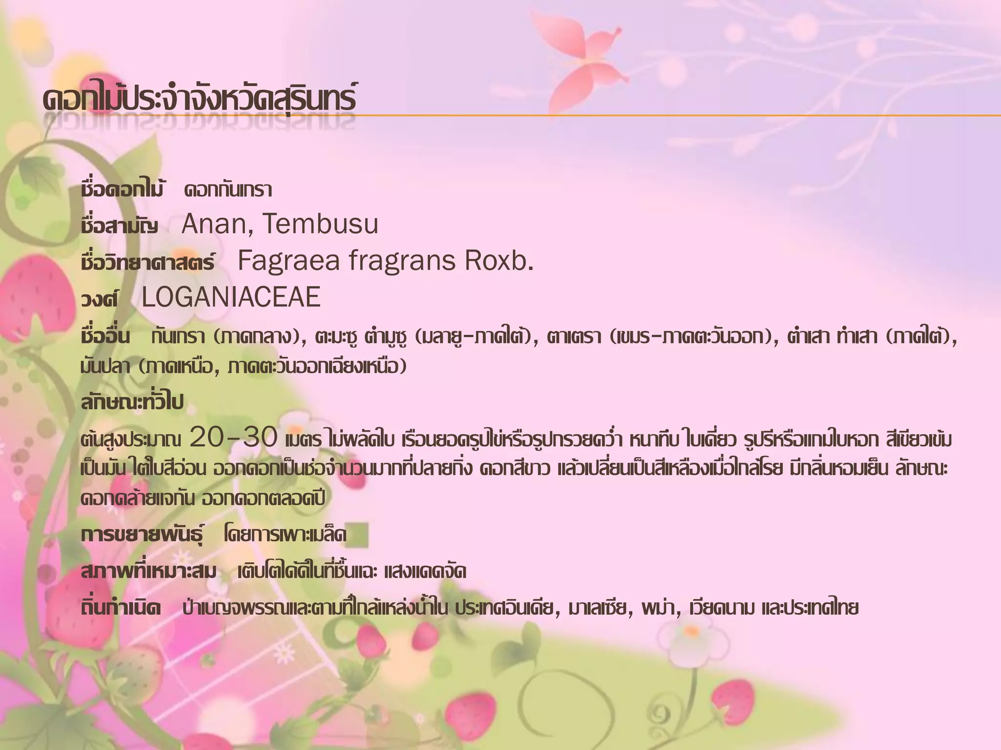 ดอกไม้ประจาจังหวัดสุรินทร์
ชื่อดอกไม้ ดอกกันเกรา
ชื่อสามัญ Anan, Tembusu
ชื่อวิทยาศาสตร์ Fagraea fragrans Roxb.
วงศ์ LOGANIACEAE
ชื่ออื่น กันเกรา (ภาคกลาง), ตะมะซู ตามูซู (มลายู-ภาคใต้), ตาเตรา (เขมร-ภาคตะวันออก), ตาเสา ทาเสา (ภาคใต้),
มันปลา (ภาคเหนือ, ภาคตะวันออกเฉียงเหนือ)
ลักษณะทั่วไป
ต้นสูงประมาณ 20–30 เมตร ไม่ผลัดใบ เรือนยอดรูปไข่หรือรูปกรวยคว่า หนาทึบ ใบเดี่ยว รูปรีหรือแกมใบหอก สีเขียวเข้ม
เป็นมัน ใต้ใบสีอ่อน ออกดอกเป็นช่อจานวนมากที่ปลายกิ่ง ดอกสีขาว แล้วเปลี่ยนเป็นสีเหลืองเมื่อใกล้โรย มีกลิ่นหอมเย็น ลักษณะ
ดอกคล้ายแจกัน ออกดอกตลอดปี
การขยายพันธุ์ โดยการเพาะเมล็ด
สภาพที่เหมาะสม เติบโตได้ดีในที่ชื้นแฉะ แสงแดดจัด
ถิ่นกาเนิด ป่าเบญจพรรณและตามที่ใกล้แหล่งน้าใน ประเทศอินเดีย, มาเลเซีย, พม่า, เวียดนาม และประเทศไทย

 