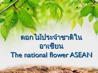 ดอกไม้ประจำำชำติใน
อำเซียน
The national flower ASEAN

 