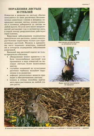 хессайон д.г.   все о болезнях и вредителях растений - 2007