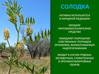 СОЛОДКА
АКТИВНО ИСПОЛЬЗУЕТСЯ
В НАРОДНОЙ МЕДИЦИНЕ
МОЩНОЕ
ПРОТИВОВОСПАЛИТЕЛНОЕ
СРЕДСТВО
ЗАМЕДЛЯЕТ РАЗРУШЕНИЕ
СОБСТВЕННЫХ СТЕРОИДОВ
ОРГАНИЗМА, ВЫРАБАТЫВАЕМЫХ
НАДПОЧЕЧНИКАМИ
ВХОДИТ В СОСТАВ ГРУДНЫХ,
ЖЕЛУДОЧНЫХ, СЛАБИТЕЛЬНЫХ
И ПРОТИВОГЕМОРРОЙНЫХ
СБОРОВ

 
