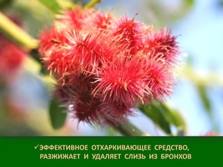 ЭФФЕКТИВНОЕ ОТХАРКИВАЮЩЕЕ СРЕДСТВО,
РАЗЖИЖАЕТ И УДАЛЯЕТ СЛИЗЬ ИЗ БРОНХОВ

 