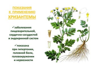 ПОКАЗАНИЯ
К ПРИМЕНЕНИЮ

ХРИЗАНТЕМЫ
заболевания
пищеварительной,
сердечно-сосудистой
и эндокринной систем
показана
при гипертонии,
головной боли,
головокружении
и нервозности

 