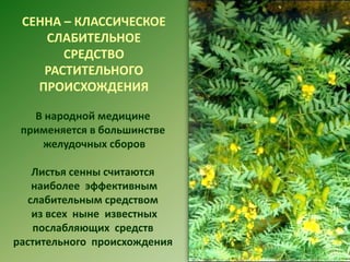 СЕННА – КЛАССИЧЕСКОЕ
СЛАБИТЕЛЬНОЕ
СРЕДСТВО
РАСТИТЕЛЬНОГО
ПРОИСХОЖДЕНИЯ
В народной медицине
применяется в большинстве
желудочных сборов
Листья сенны считаются
наиболее эффективным
слабительным средством
из всех ныне известных
послабляющих средств
растительного происхождения

 