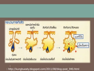 :
: http://kungbueaty.blogspot.com/2011/08/blog-post_940.html

 