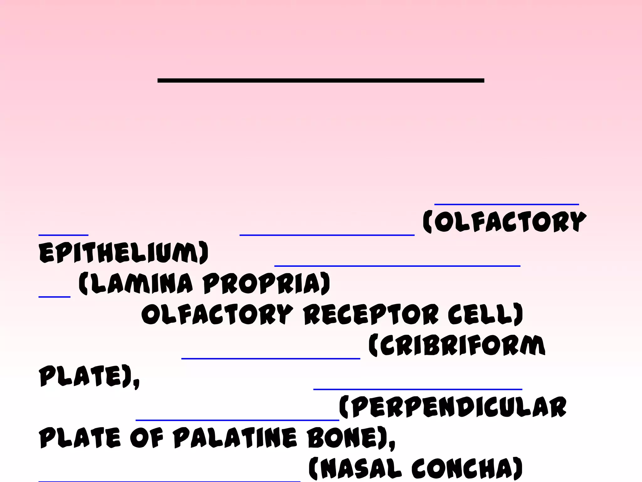 (olfactory

epithelium)
(lamina propria)
olfactory receptor cell)
(Cribriform
plate),
(Perpendicular
plate of palatine bone),
(nasal concha)

 